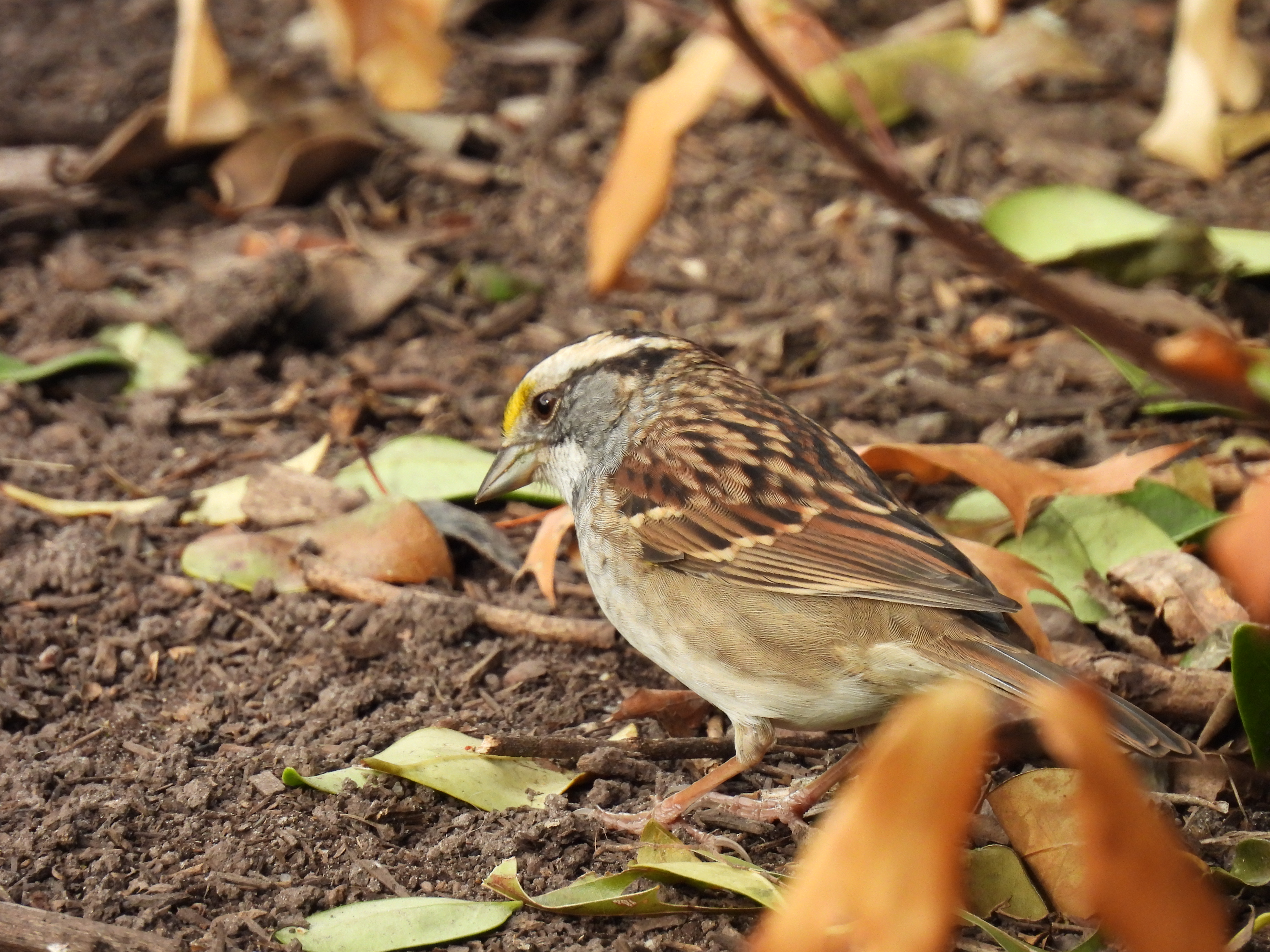 White-Throated Sparrow
