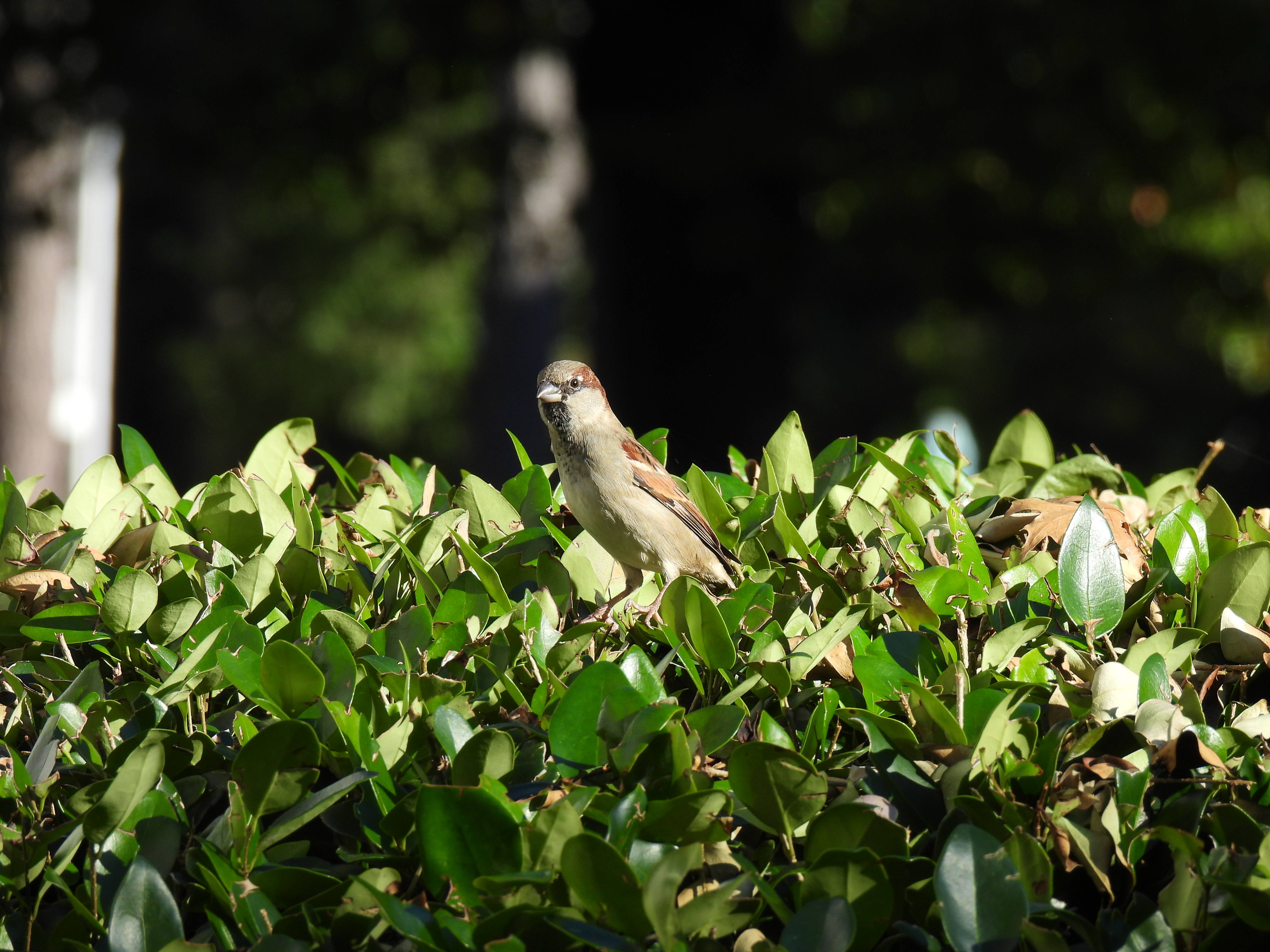 House Sparrow