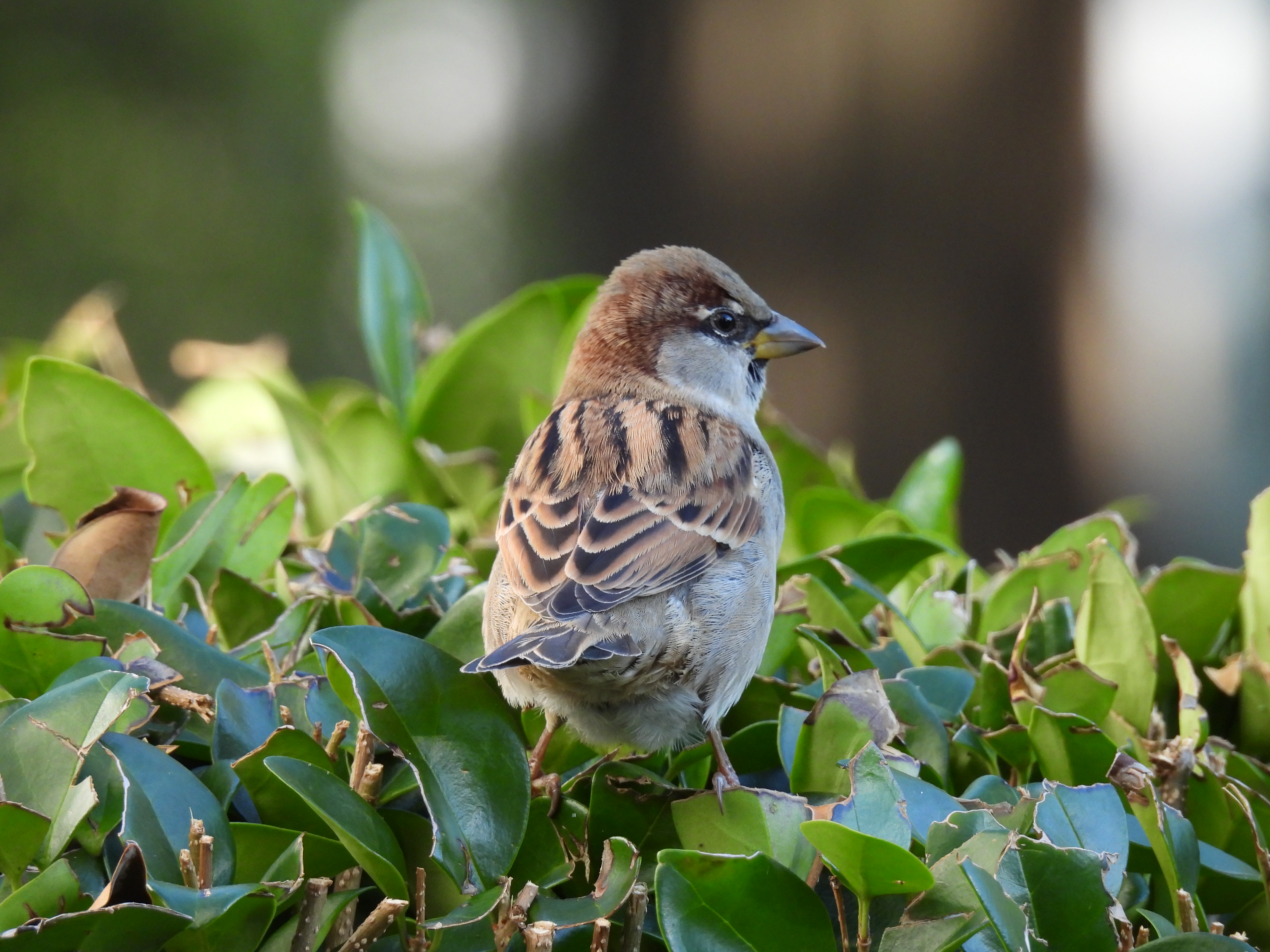 House Sparrow