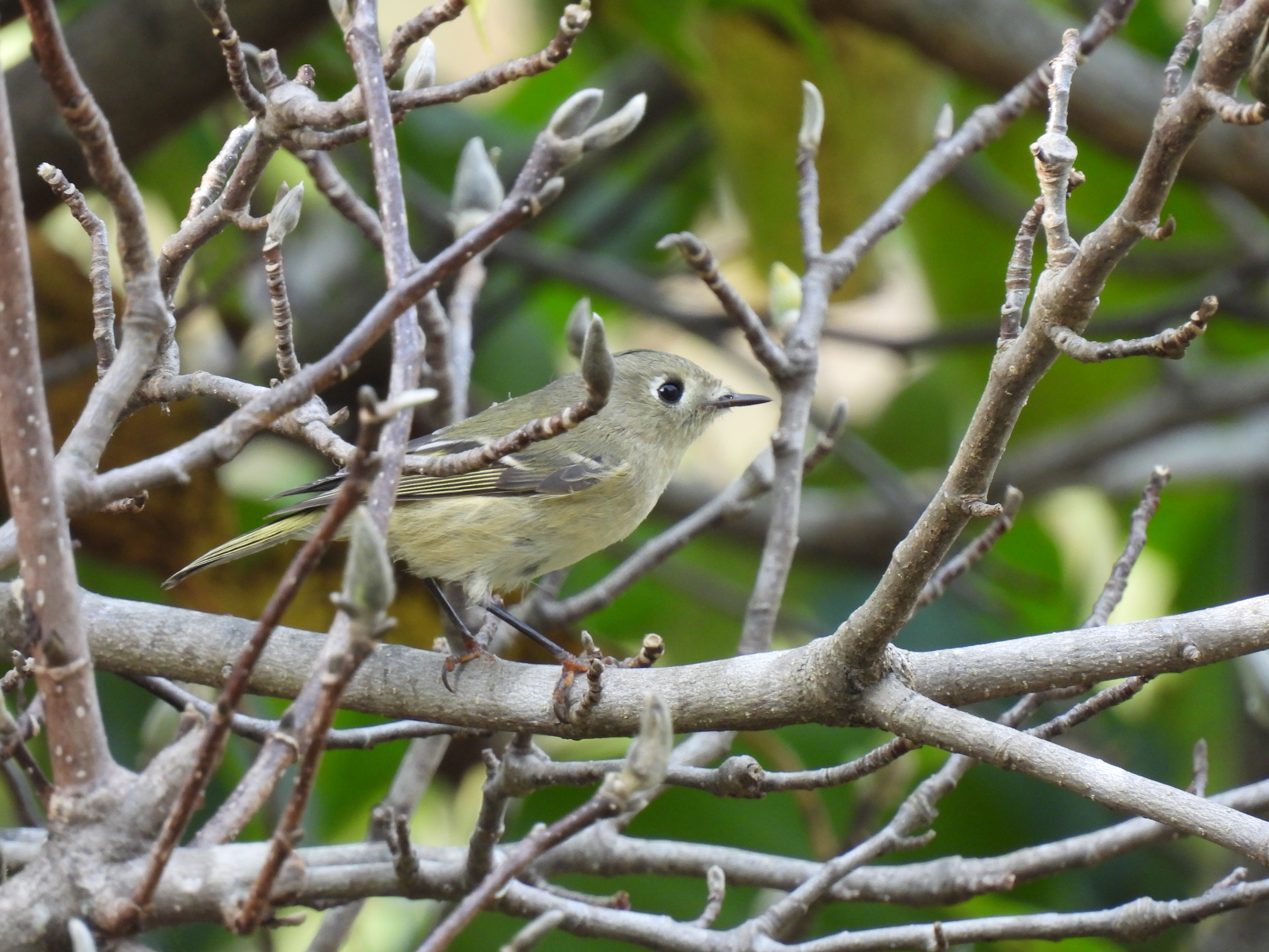Ruby-Crowned Kinglet