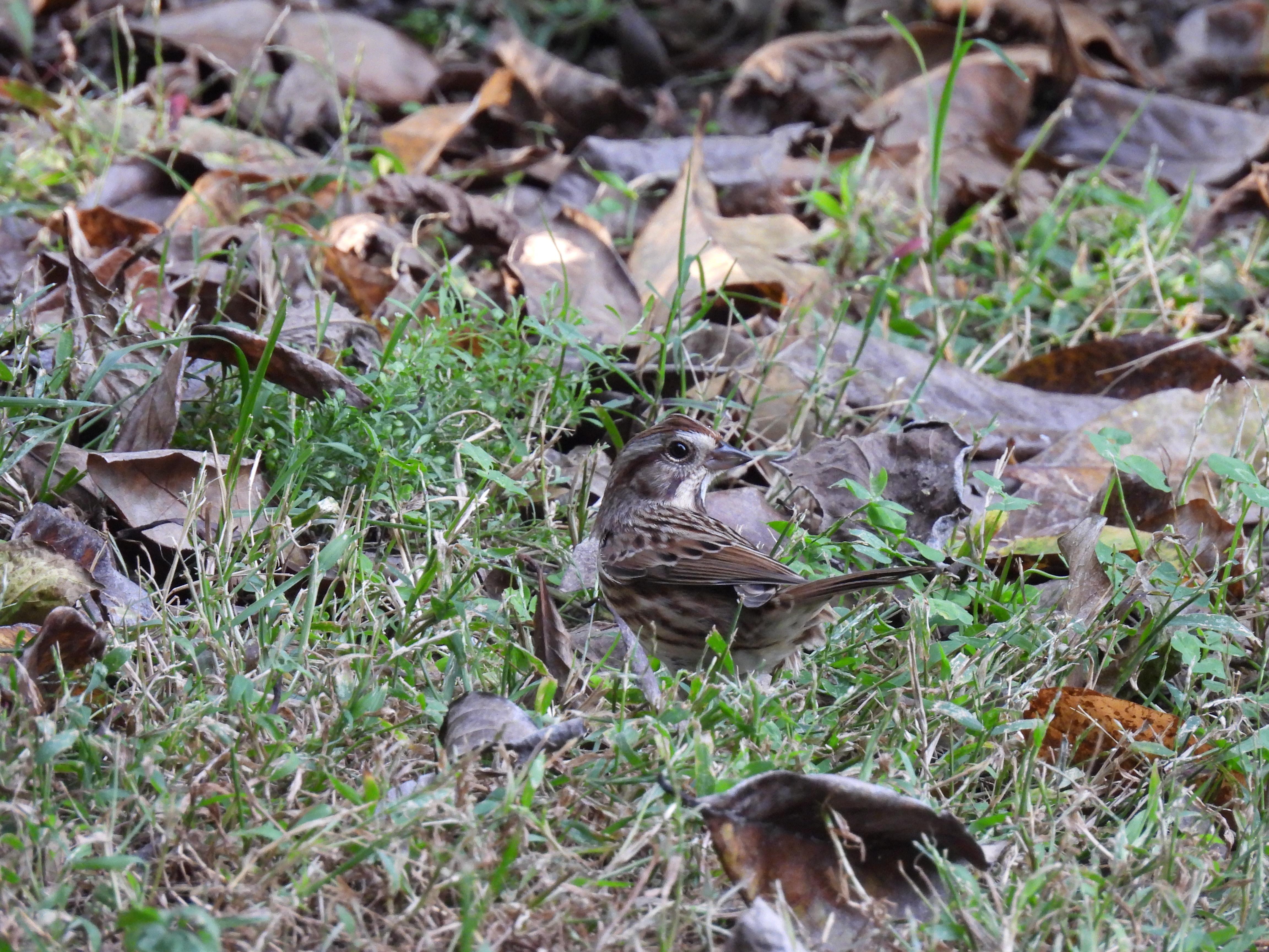 Song Sparrow
