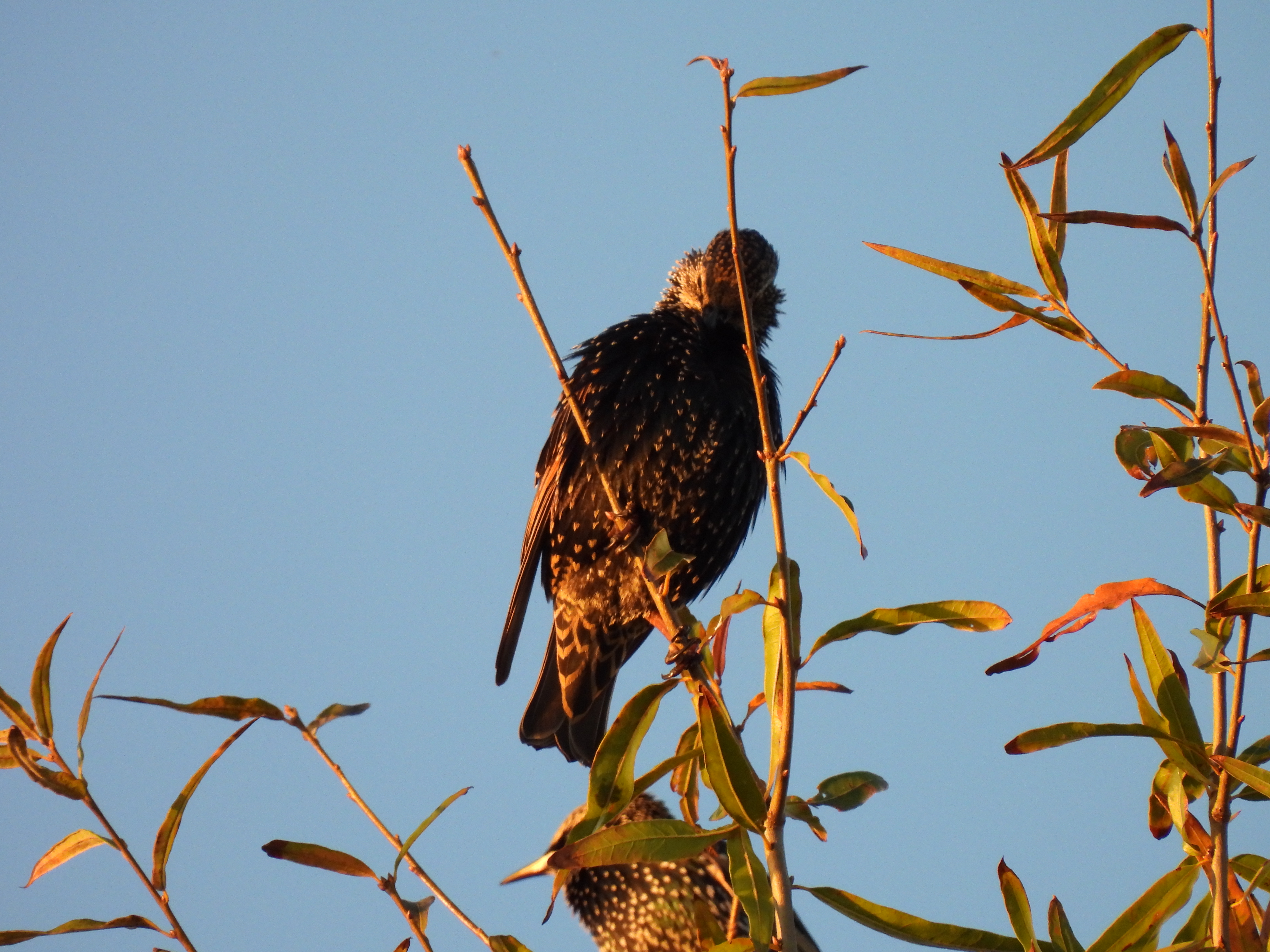 European Starling