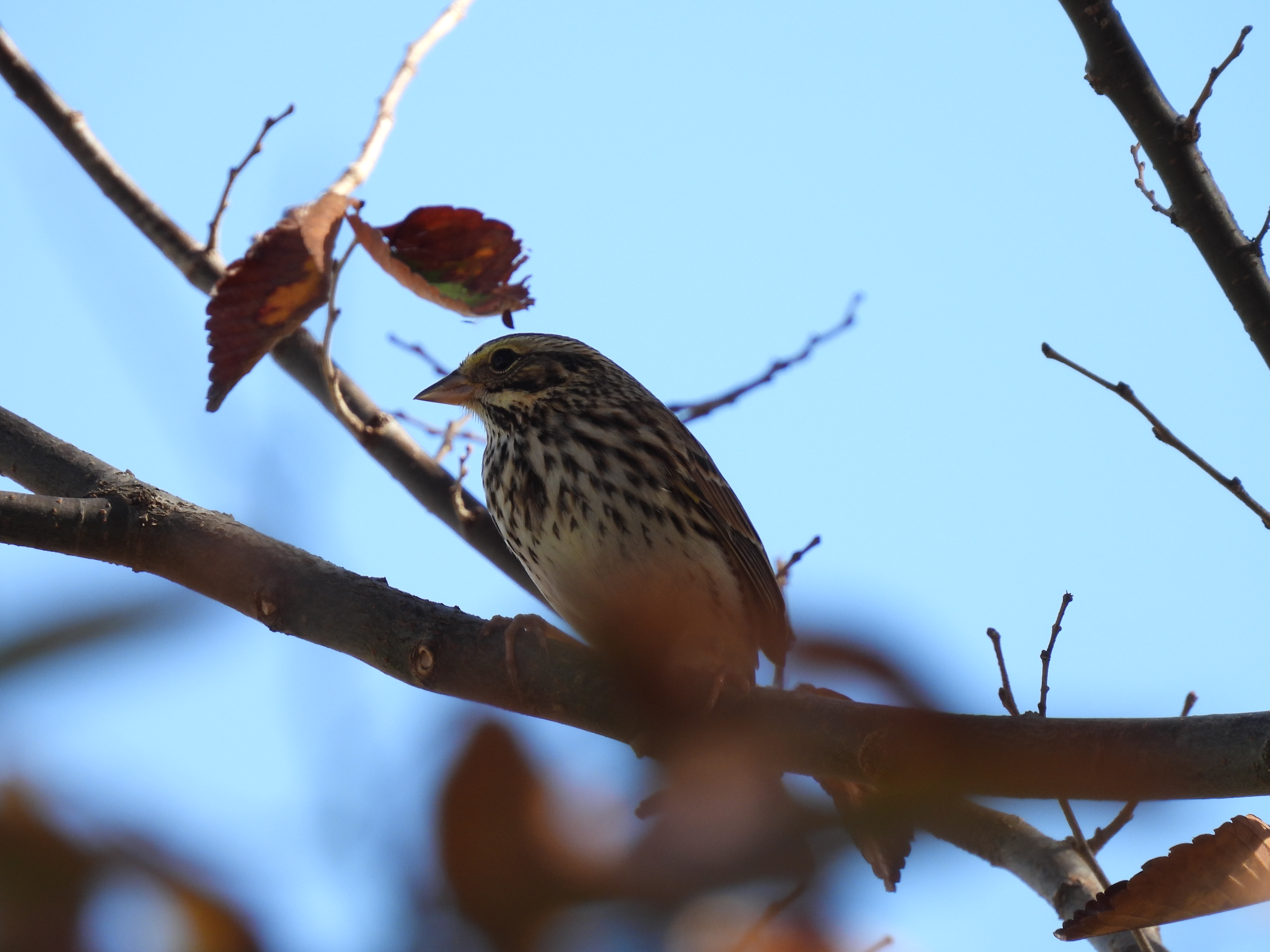 Savannah Sparrow
