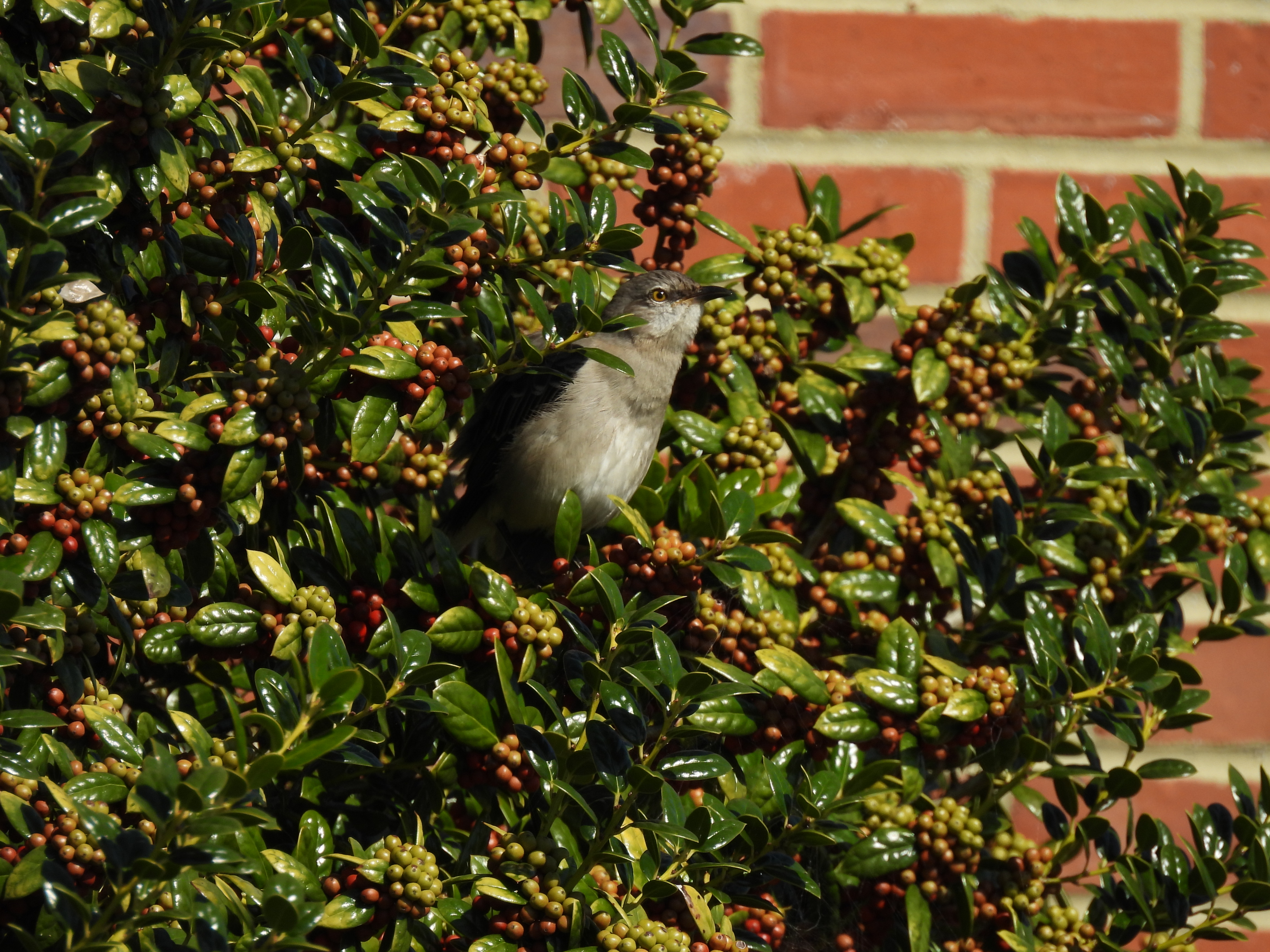 Northern Mockingbird