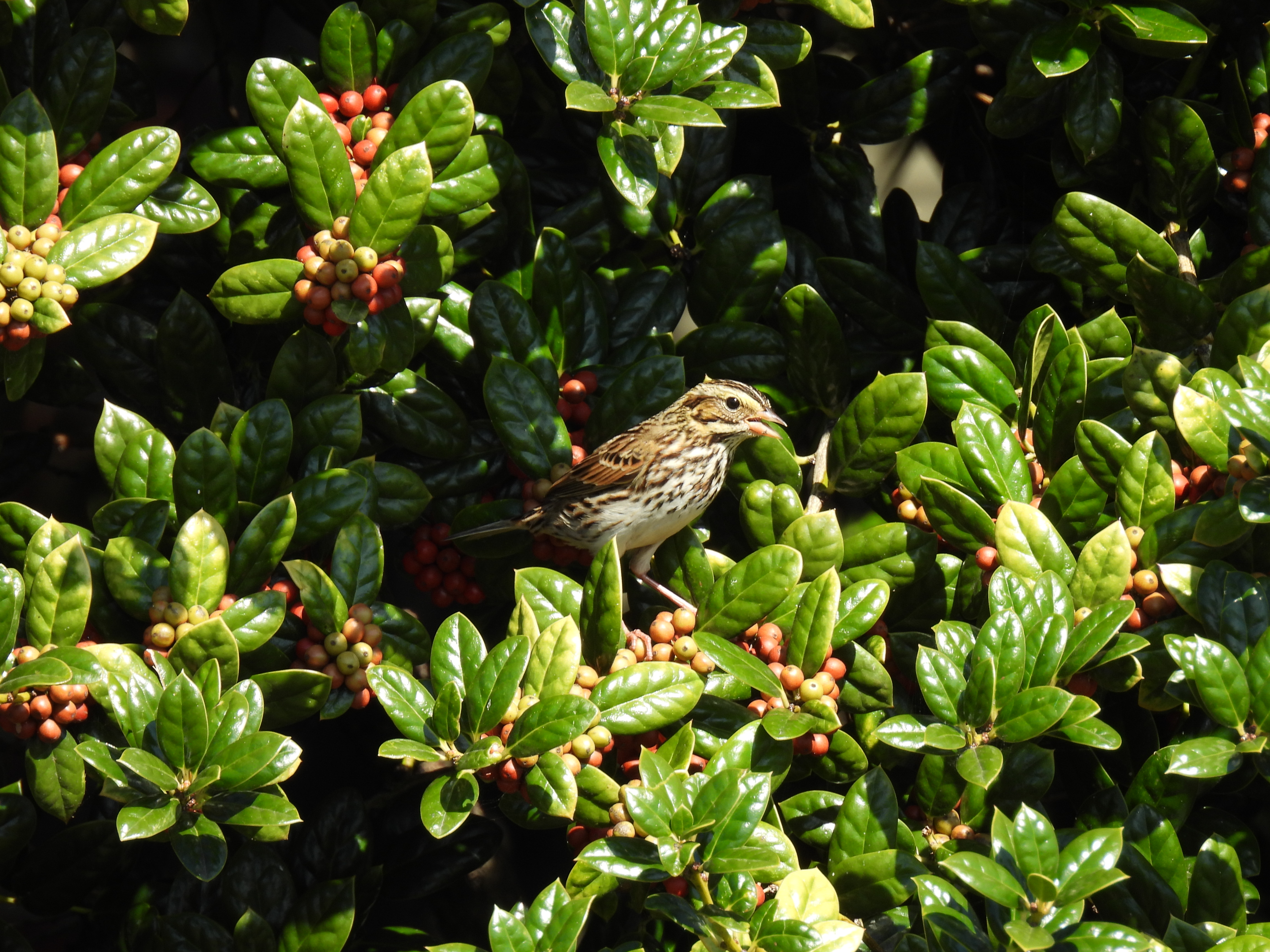 Savannah Sparrow
