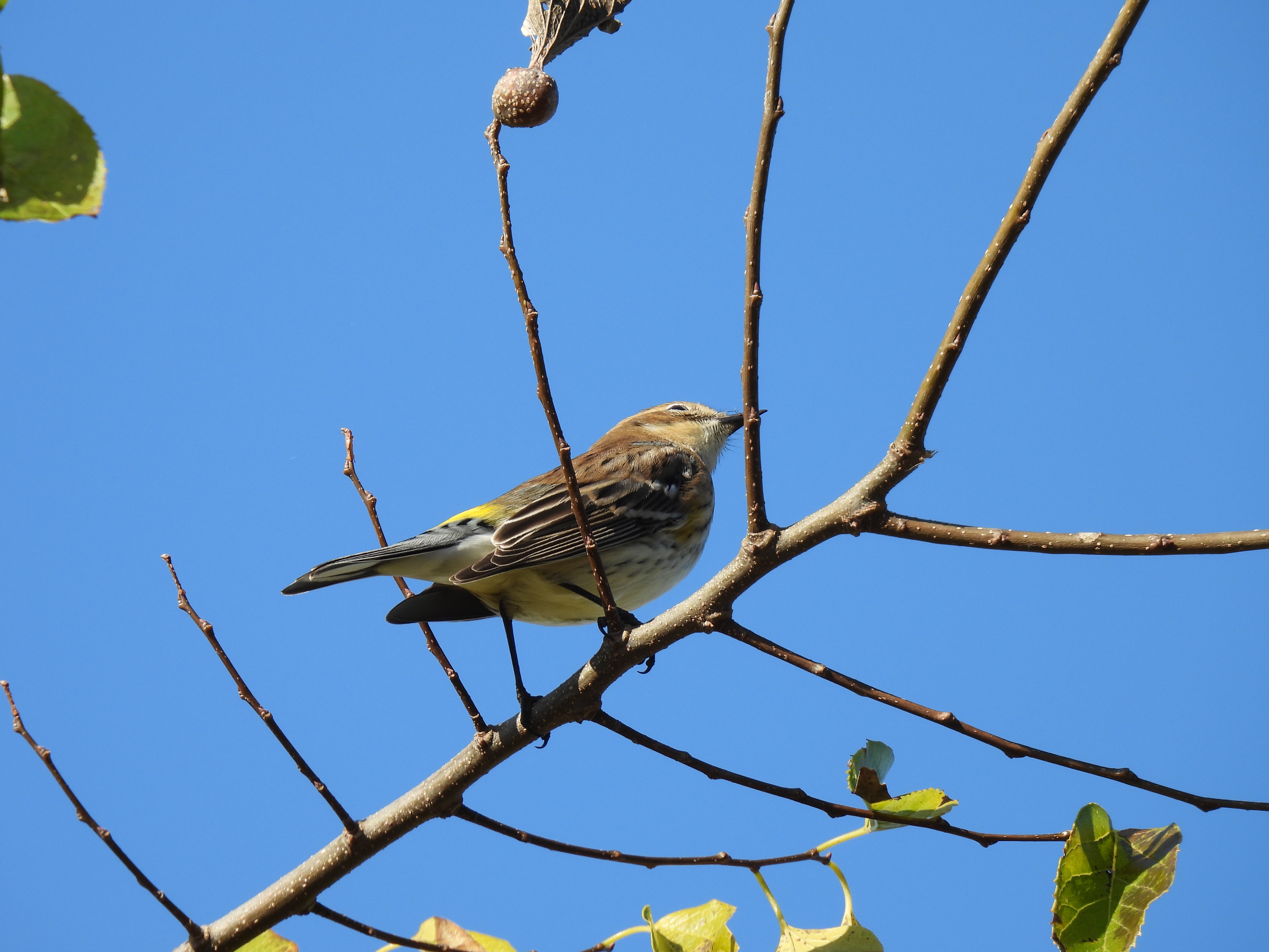 Yellow-Rumped Warbler