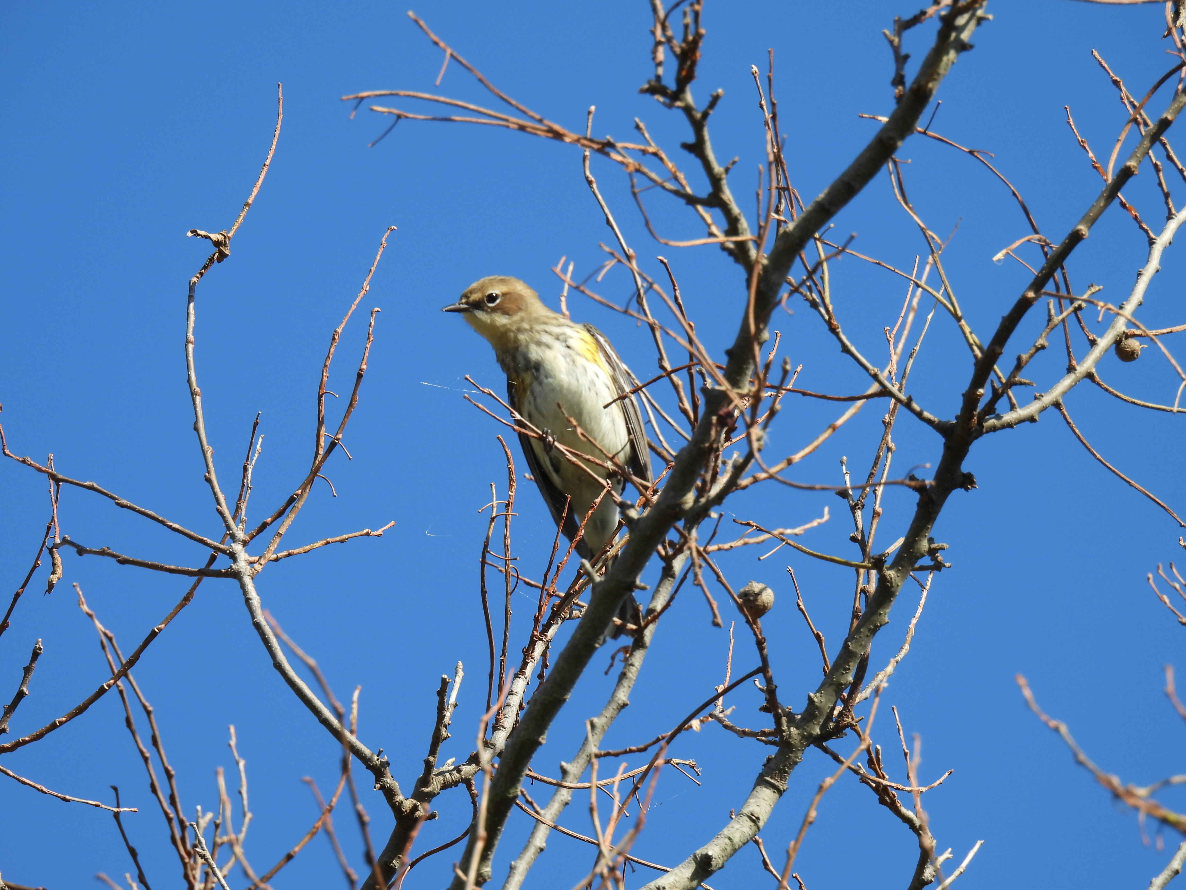 Yellow-Rumped Warbler