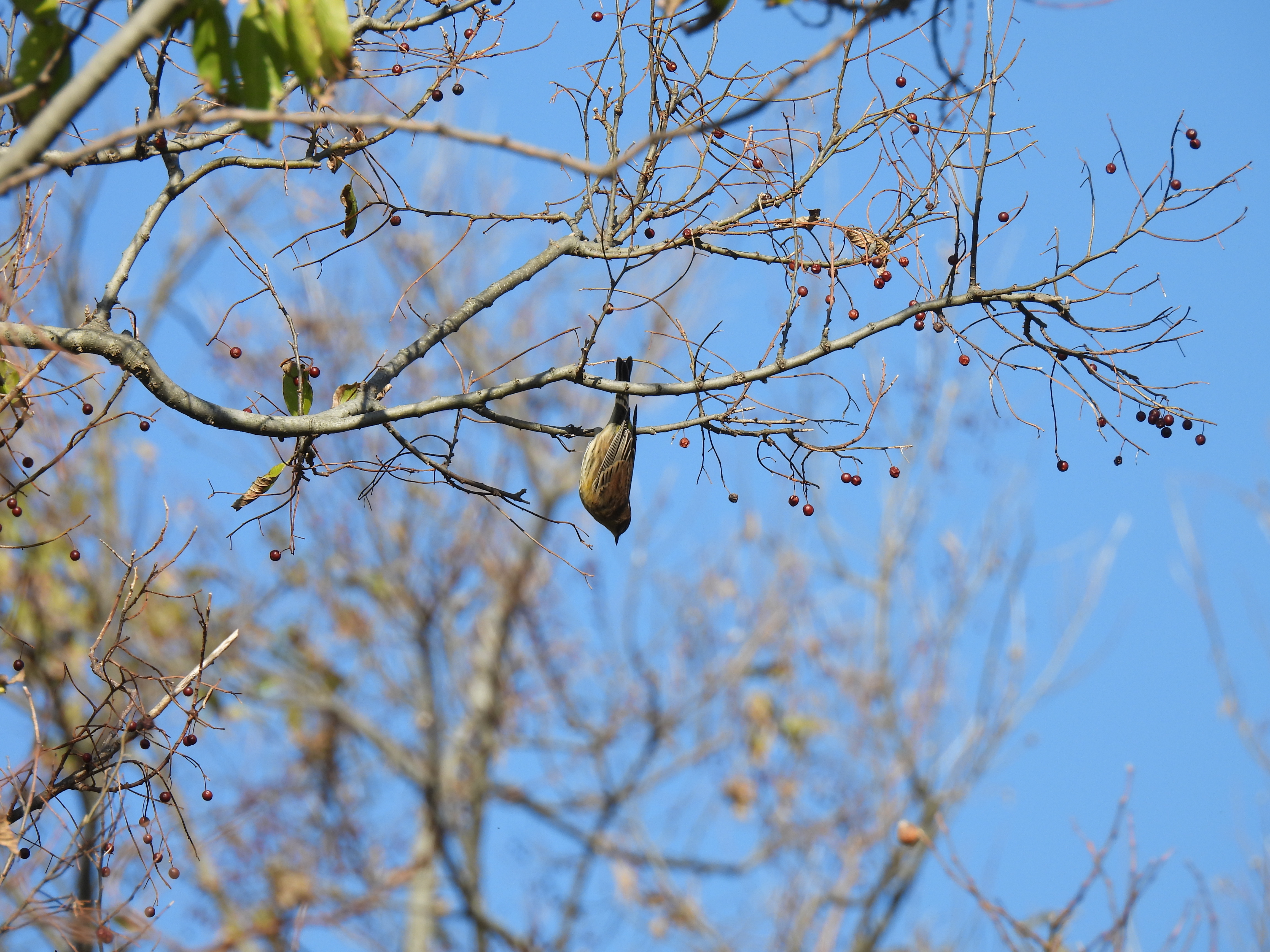 Yellow-Rumped Warbler