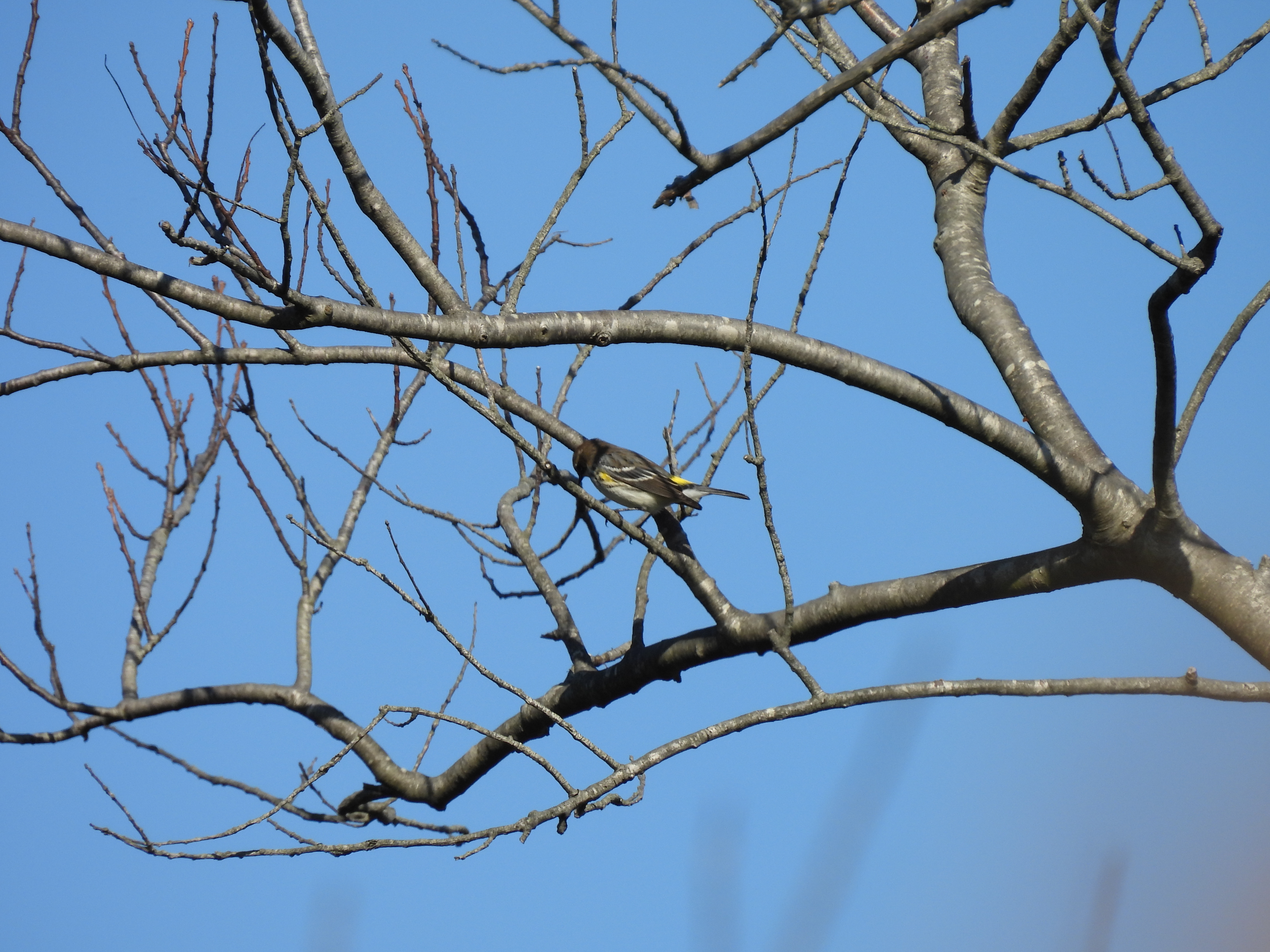 Yellow-Rumped Warbler