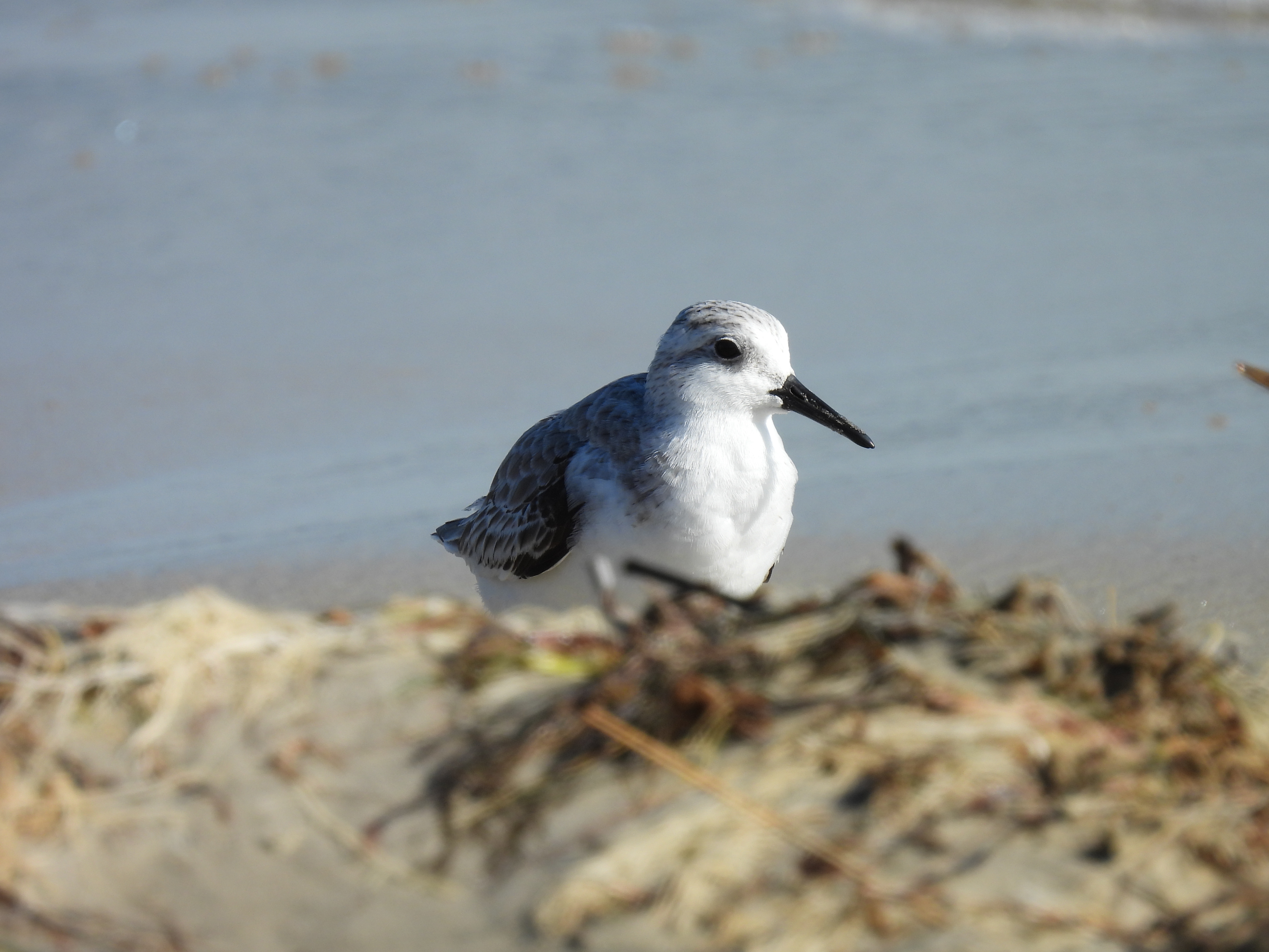 Sanderling