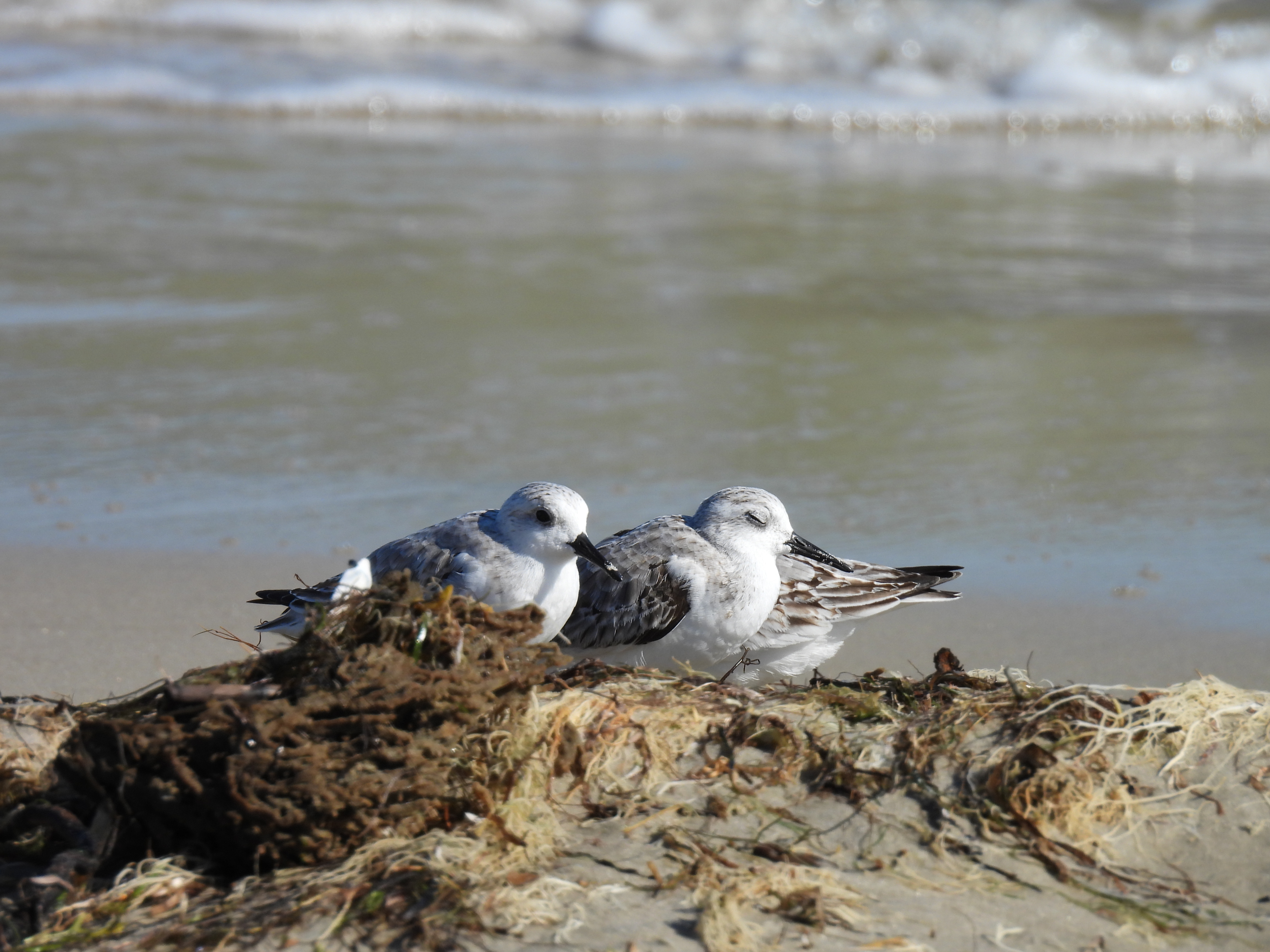 Sanderlings