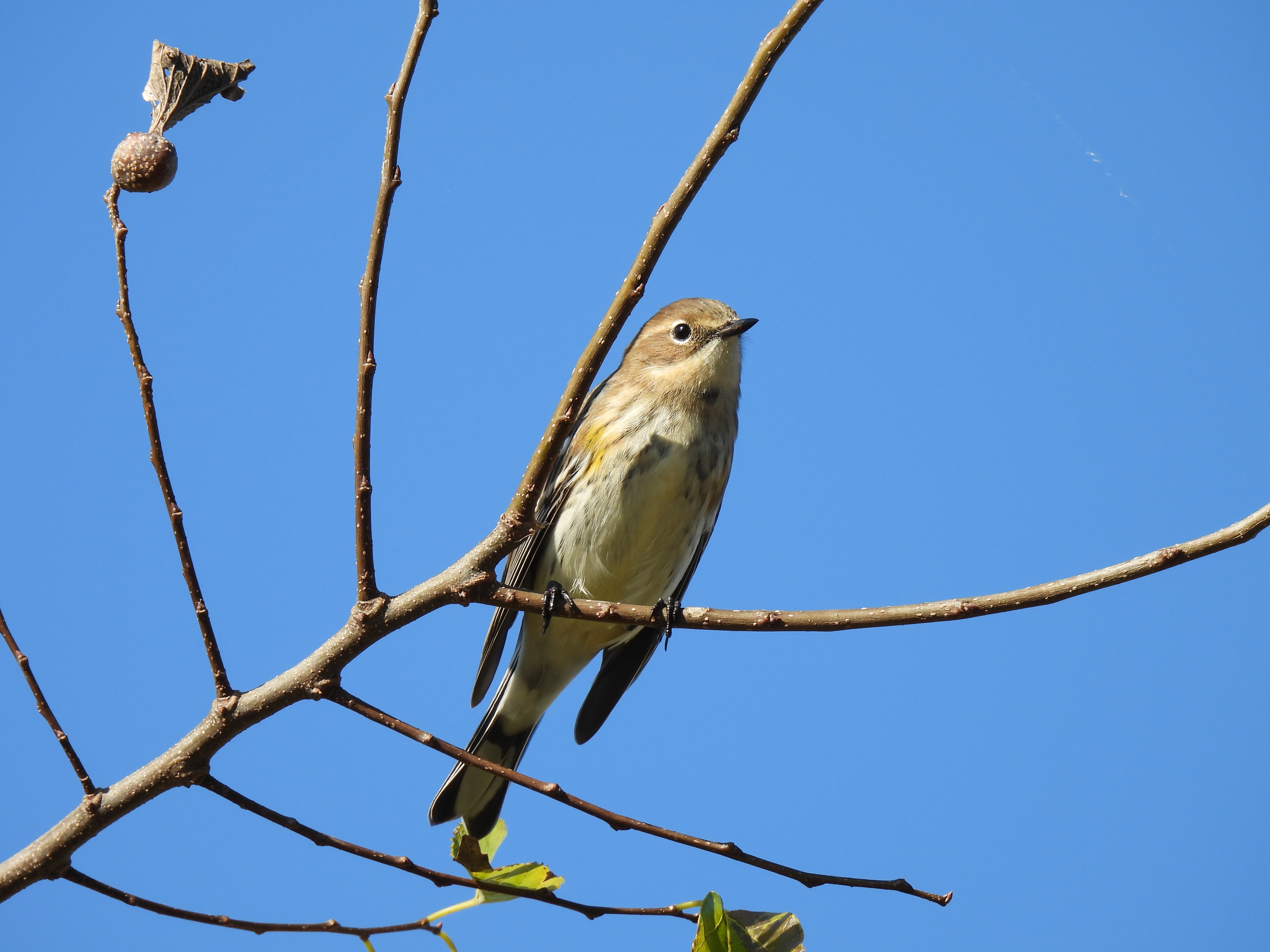 Yellow-Rumped Warbler