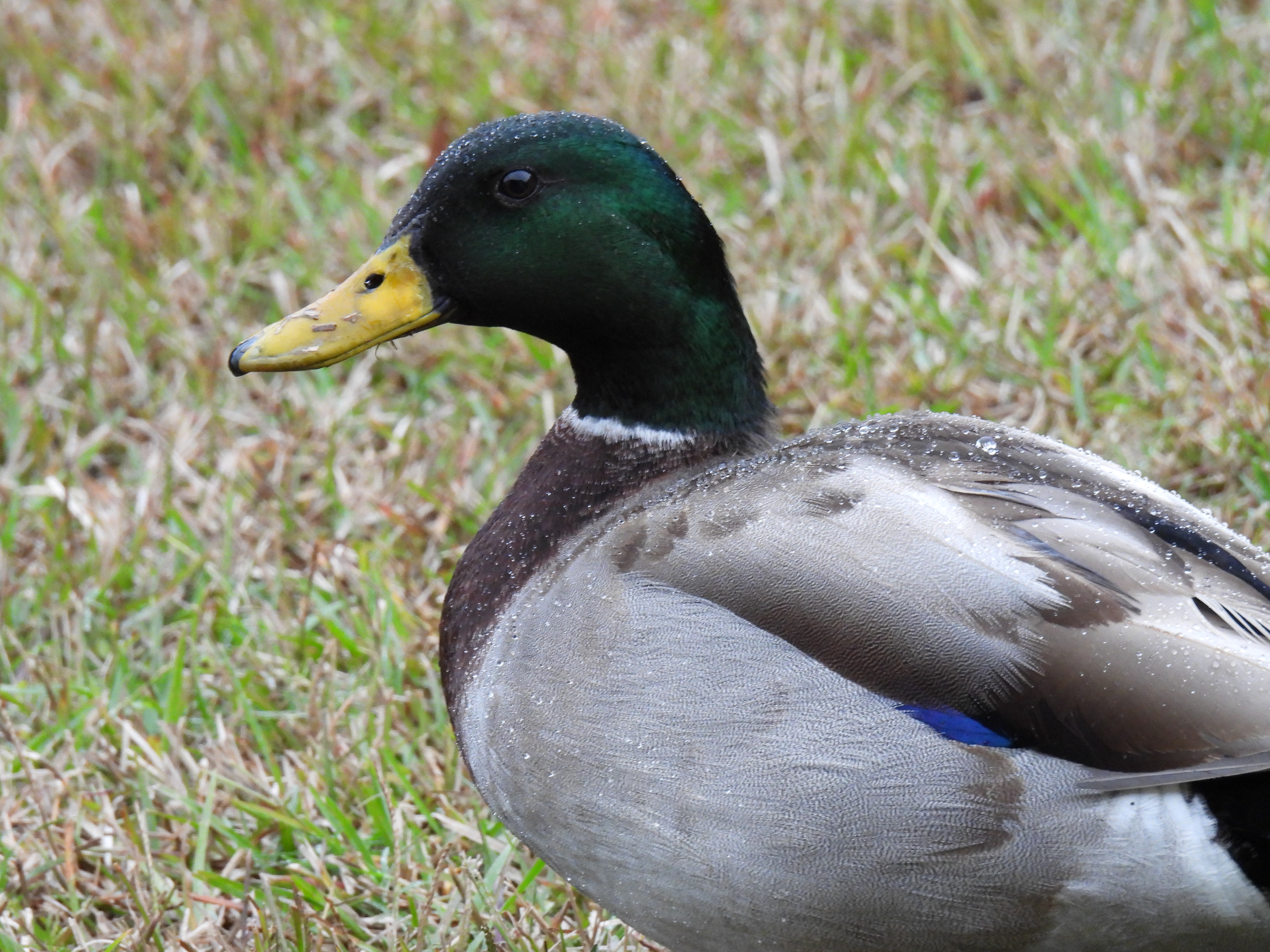 Mallard