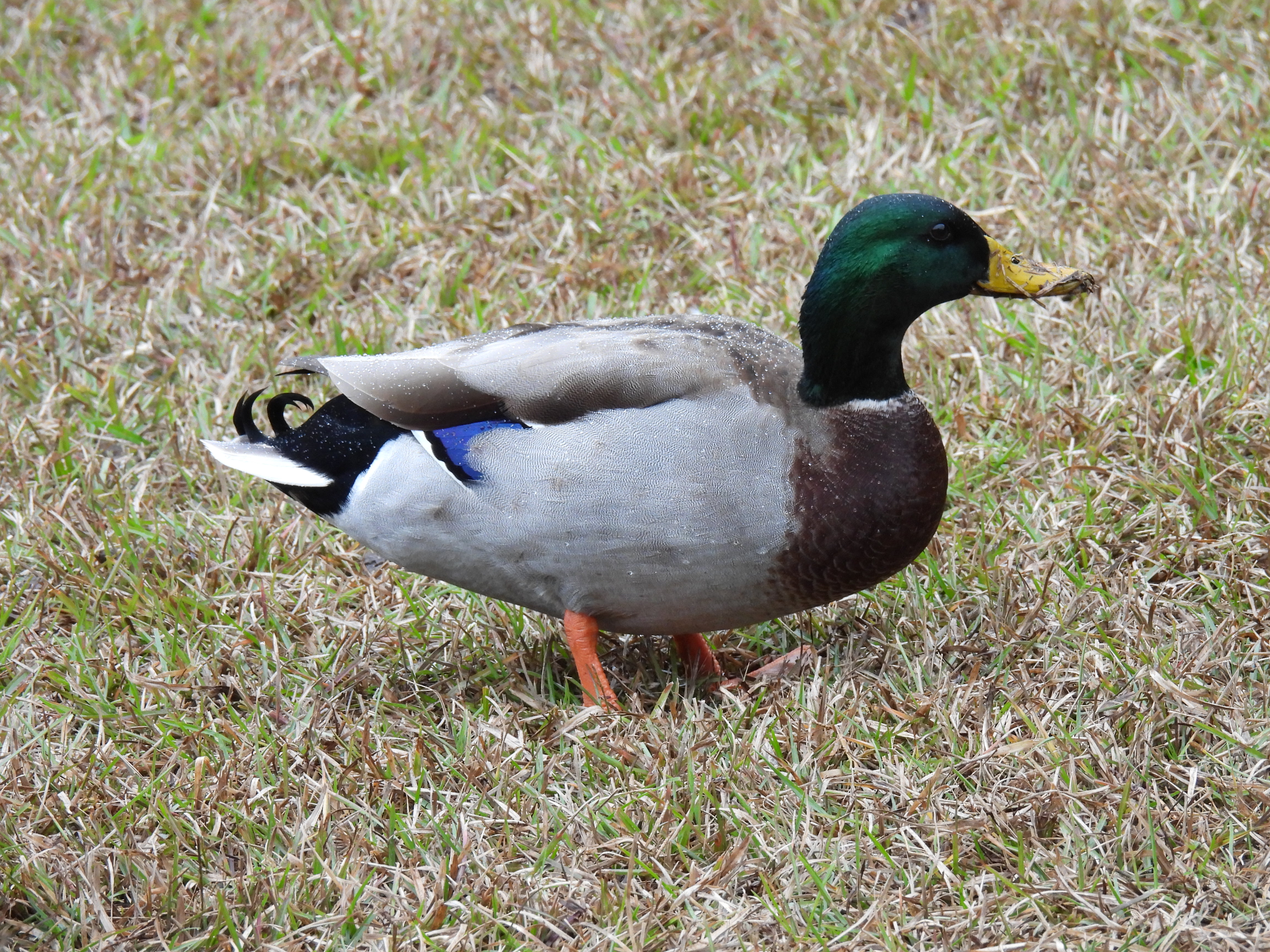 Mallard