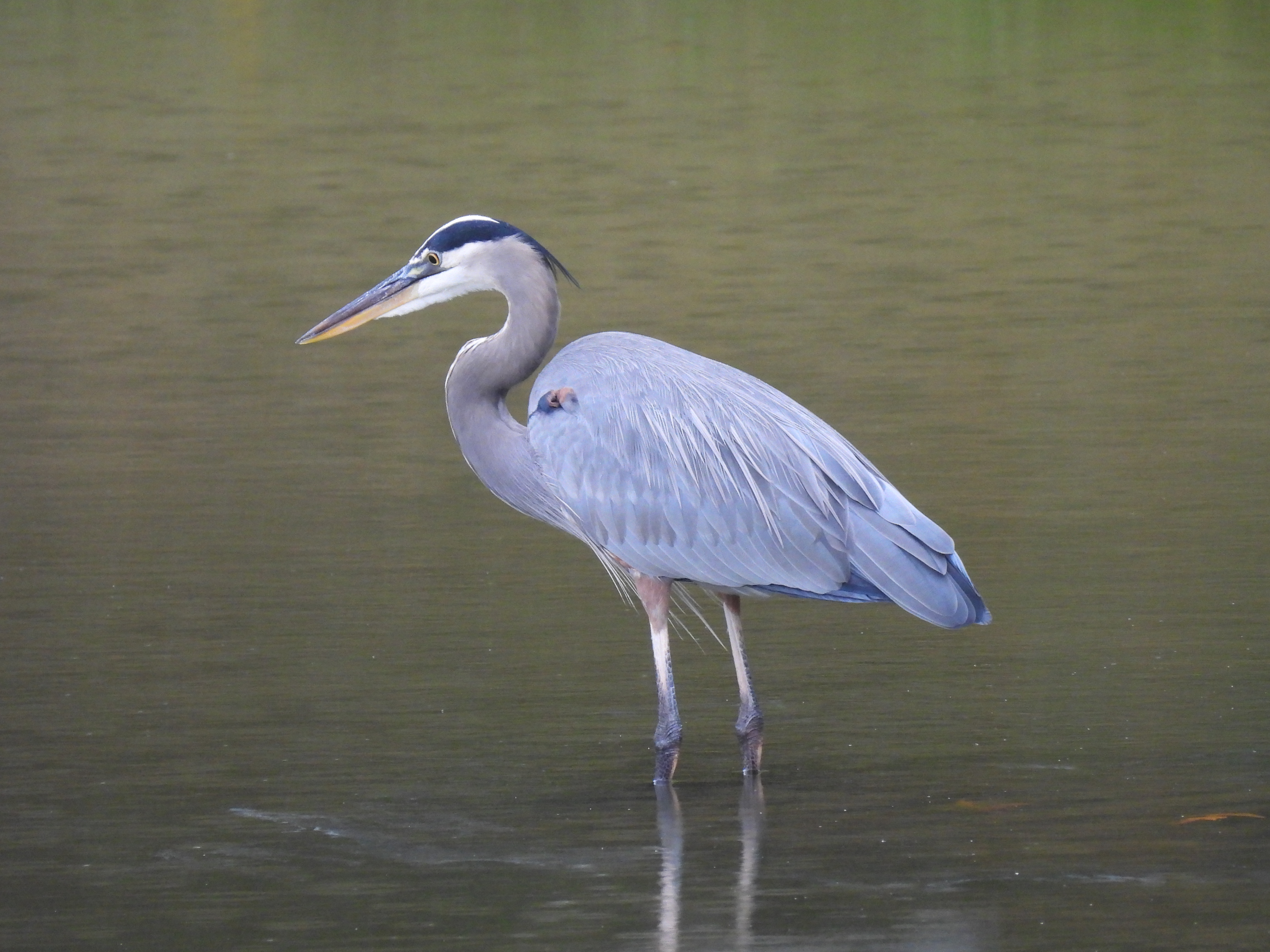 Great Blue Heron