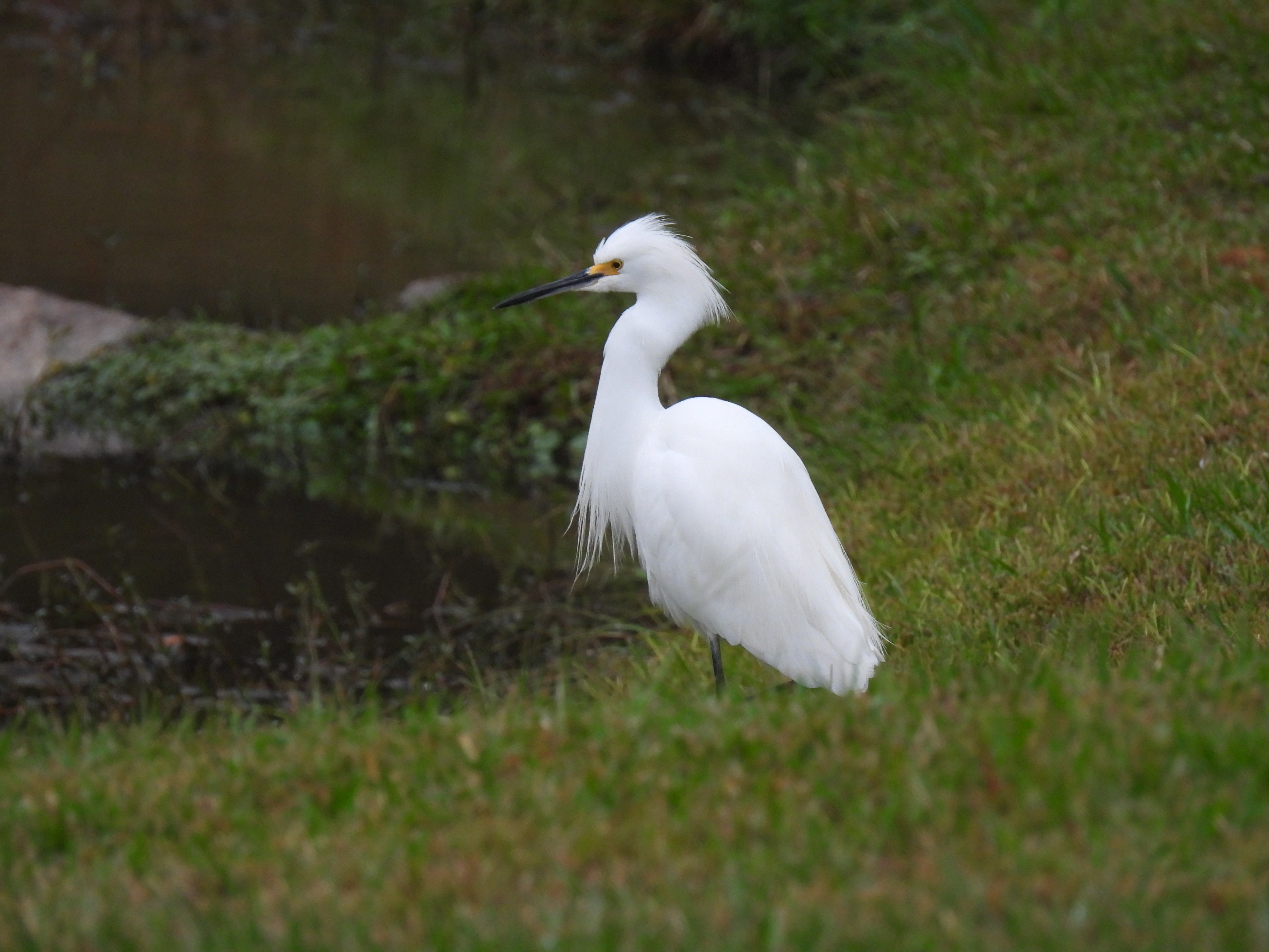 Snowy Egret