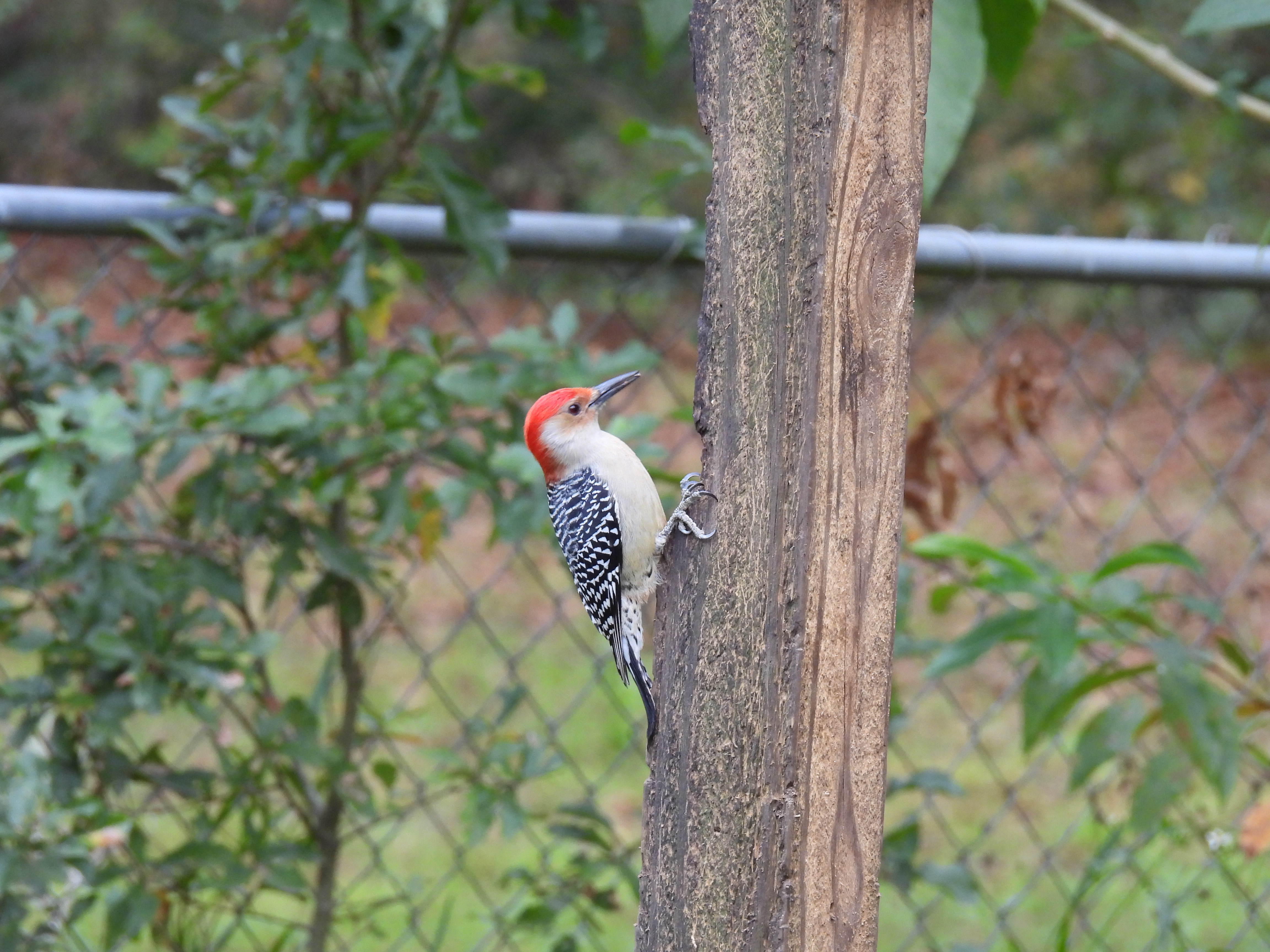 Red-bellied Woodpecker