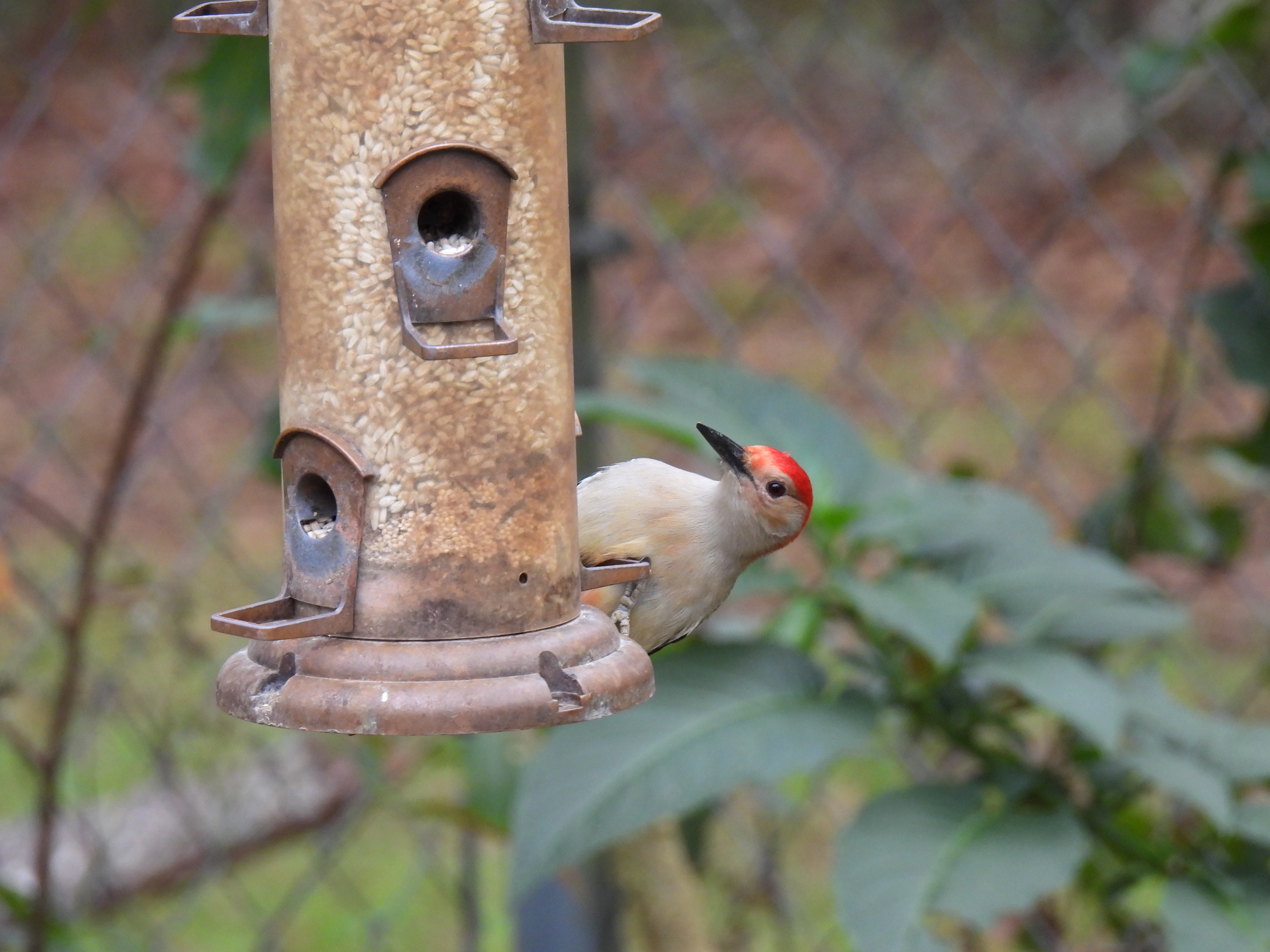 Red-bellied Woodpecker