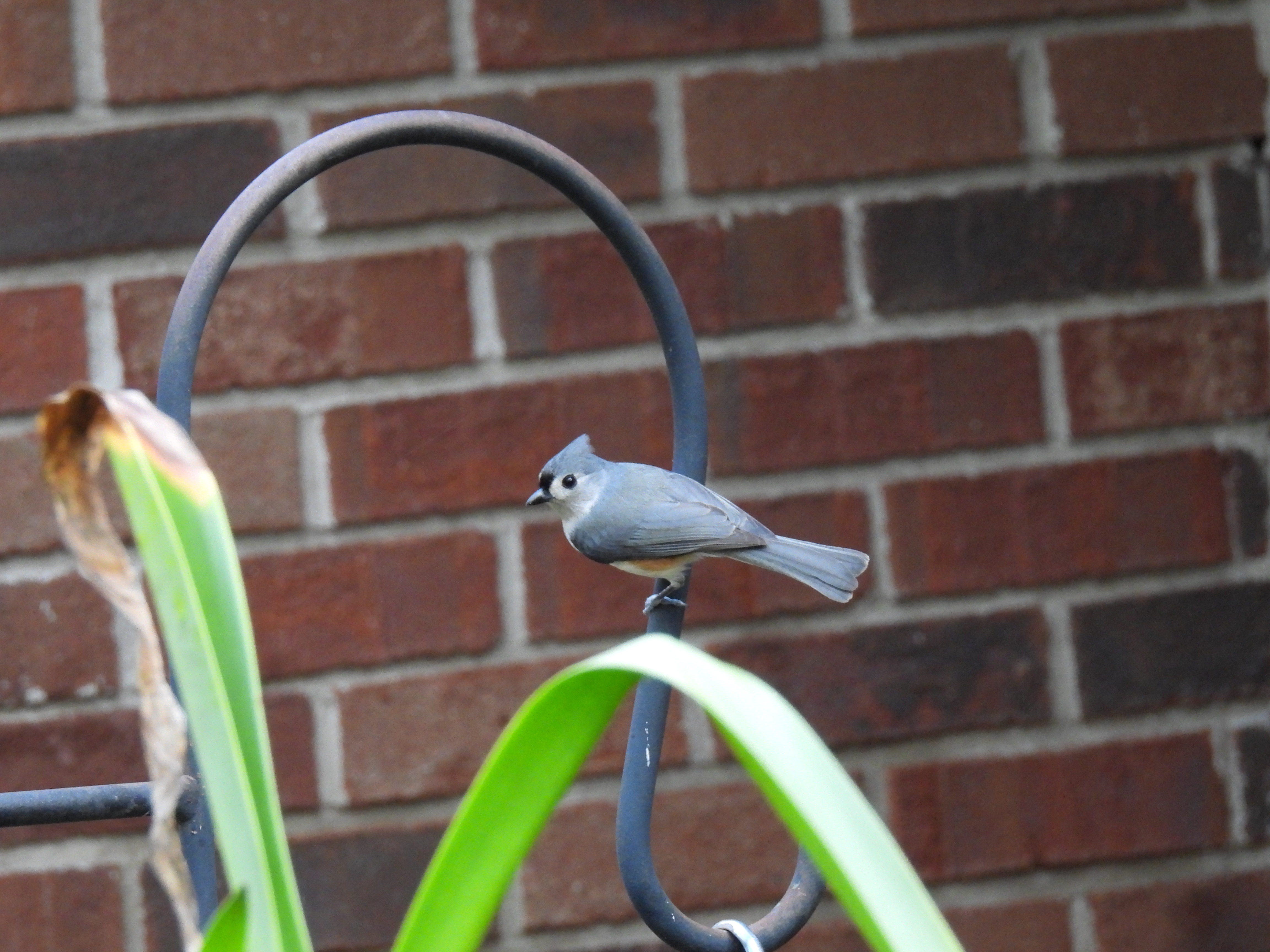 Tufted Titmouse