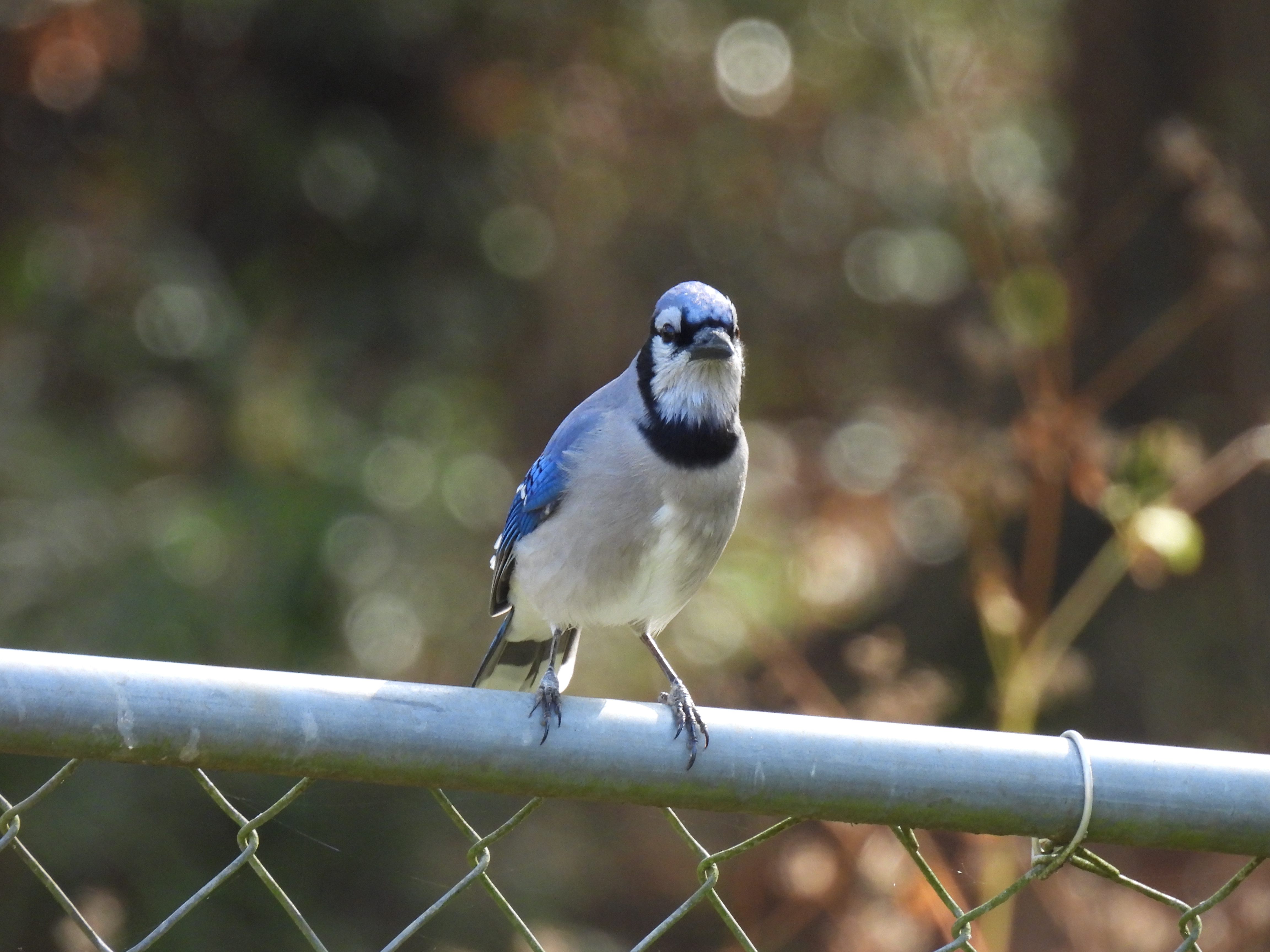 Blue Jay