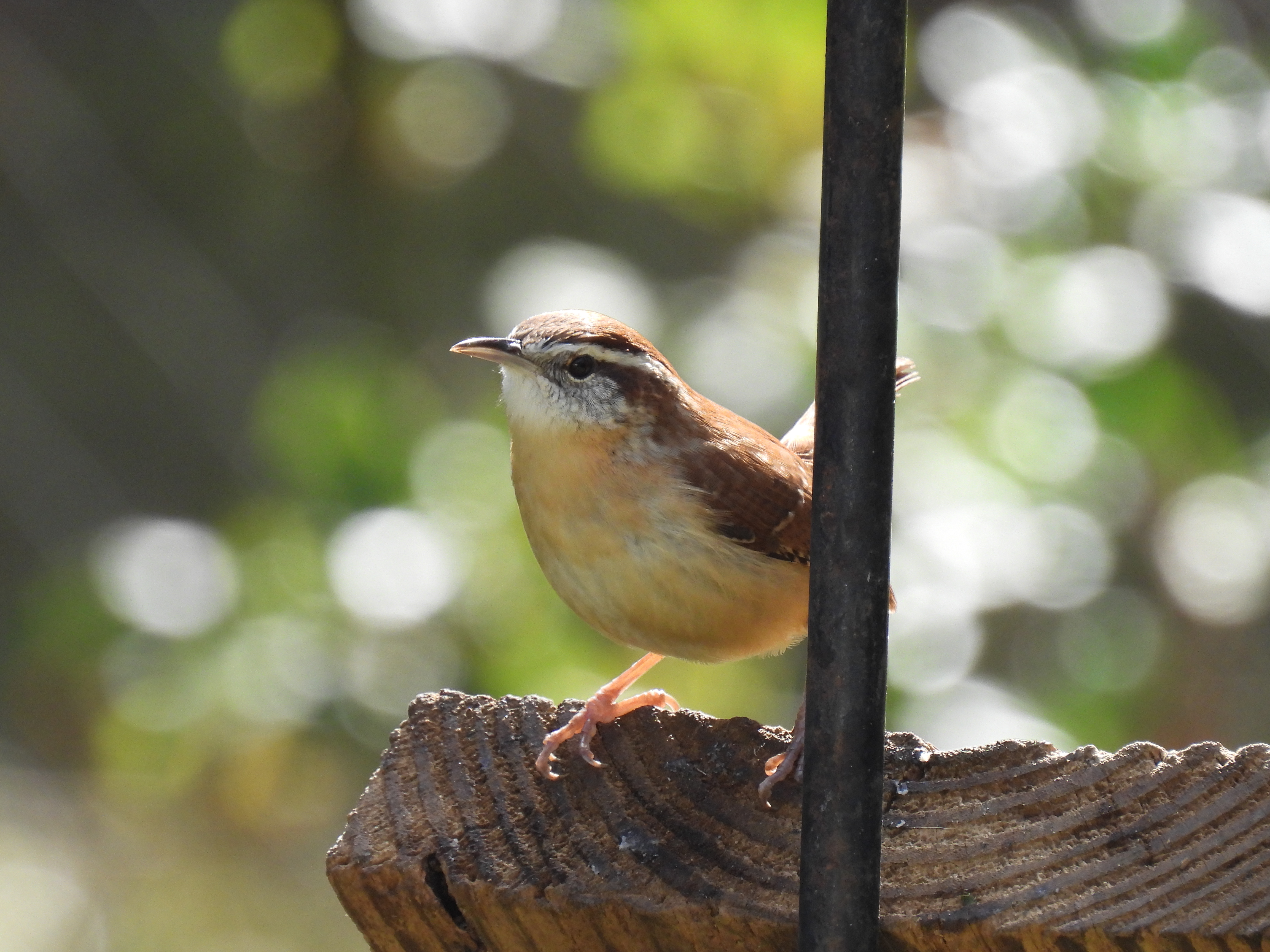 Carolina Wren