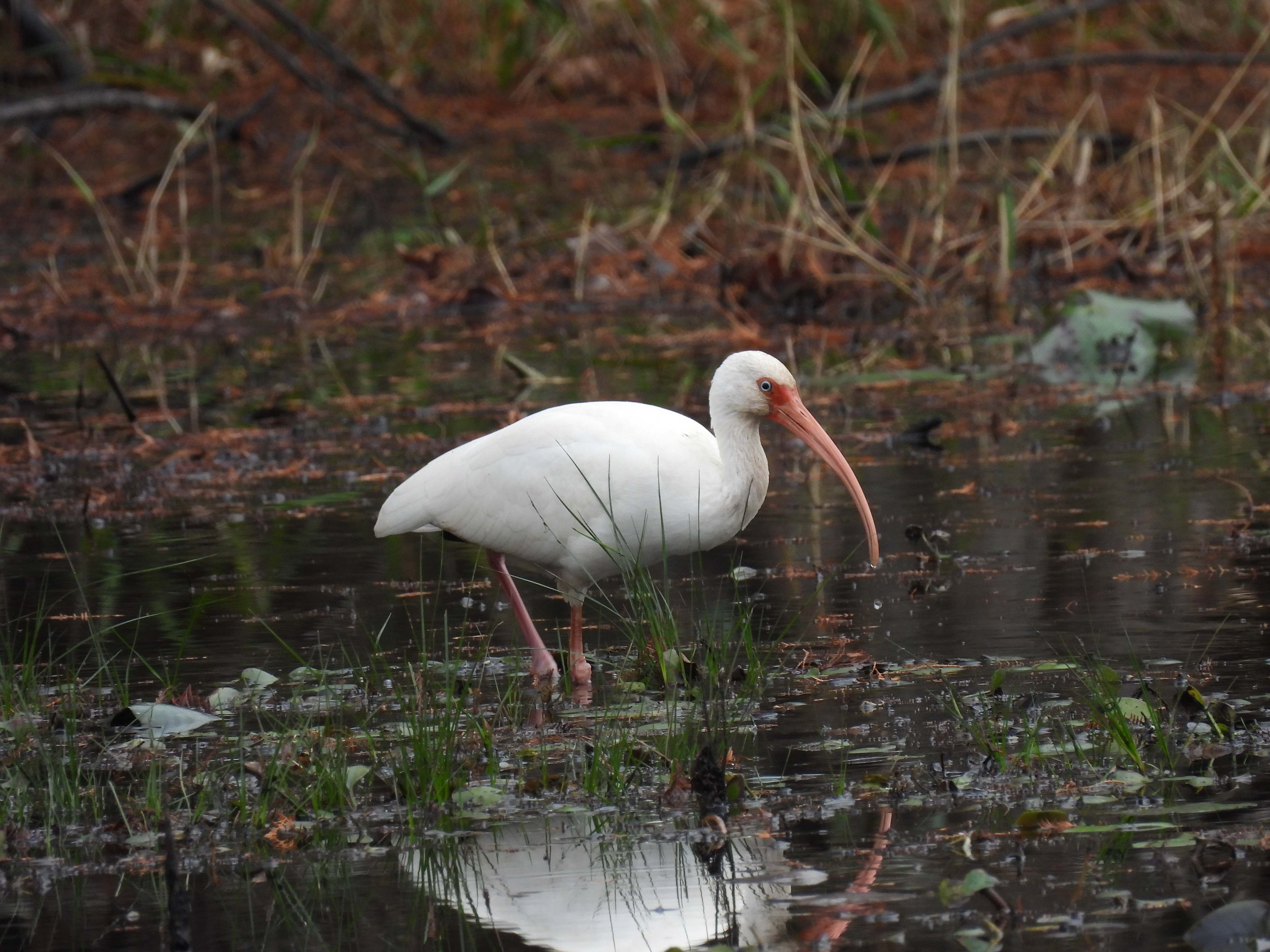 White Ibis