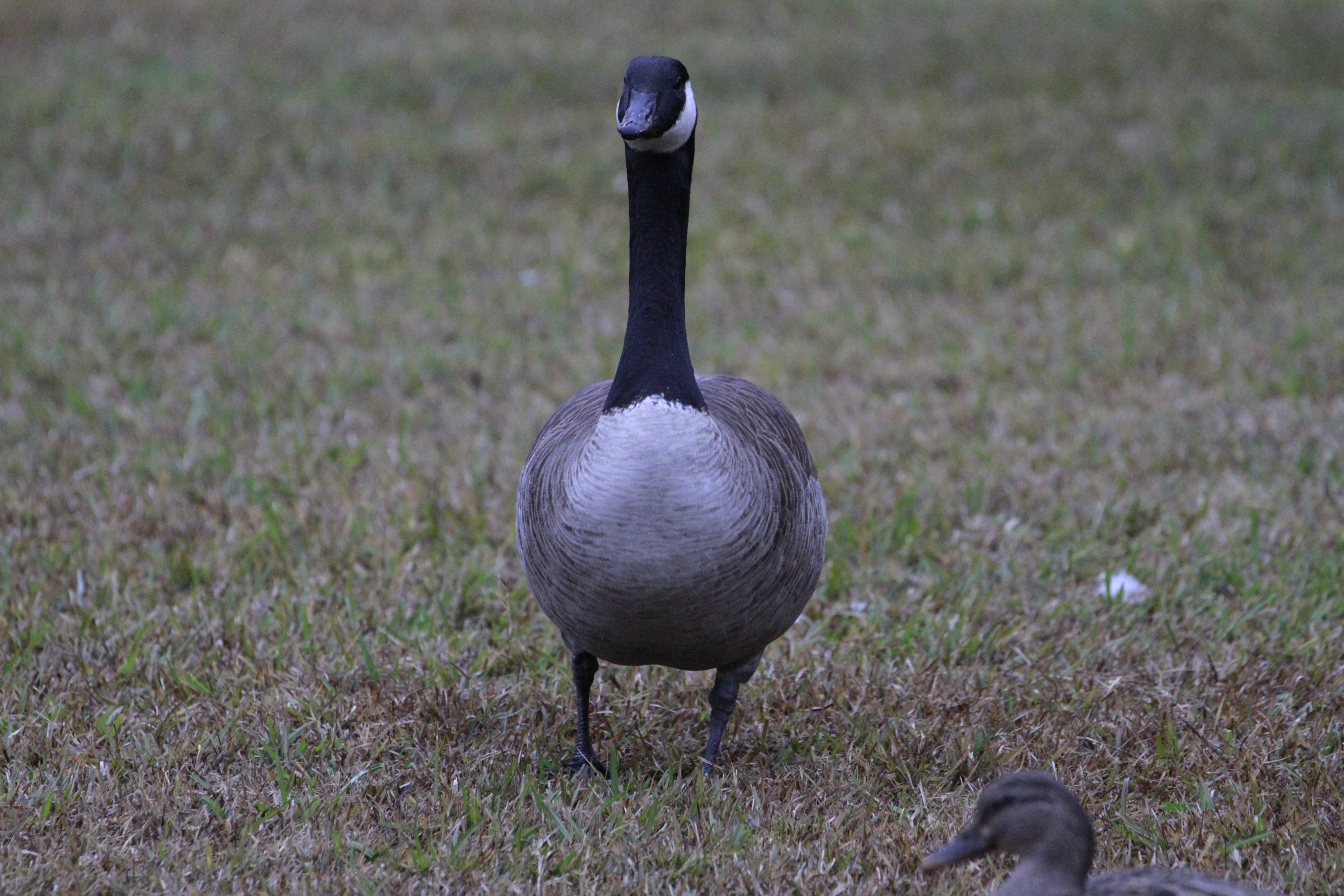 Canadian Goose