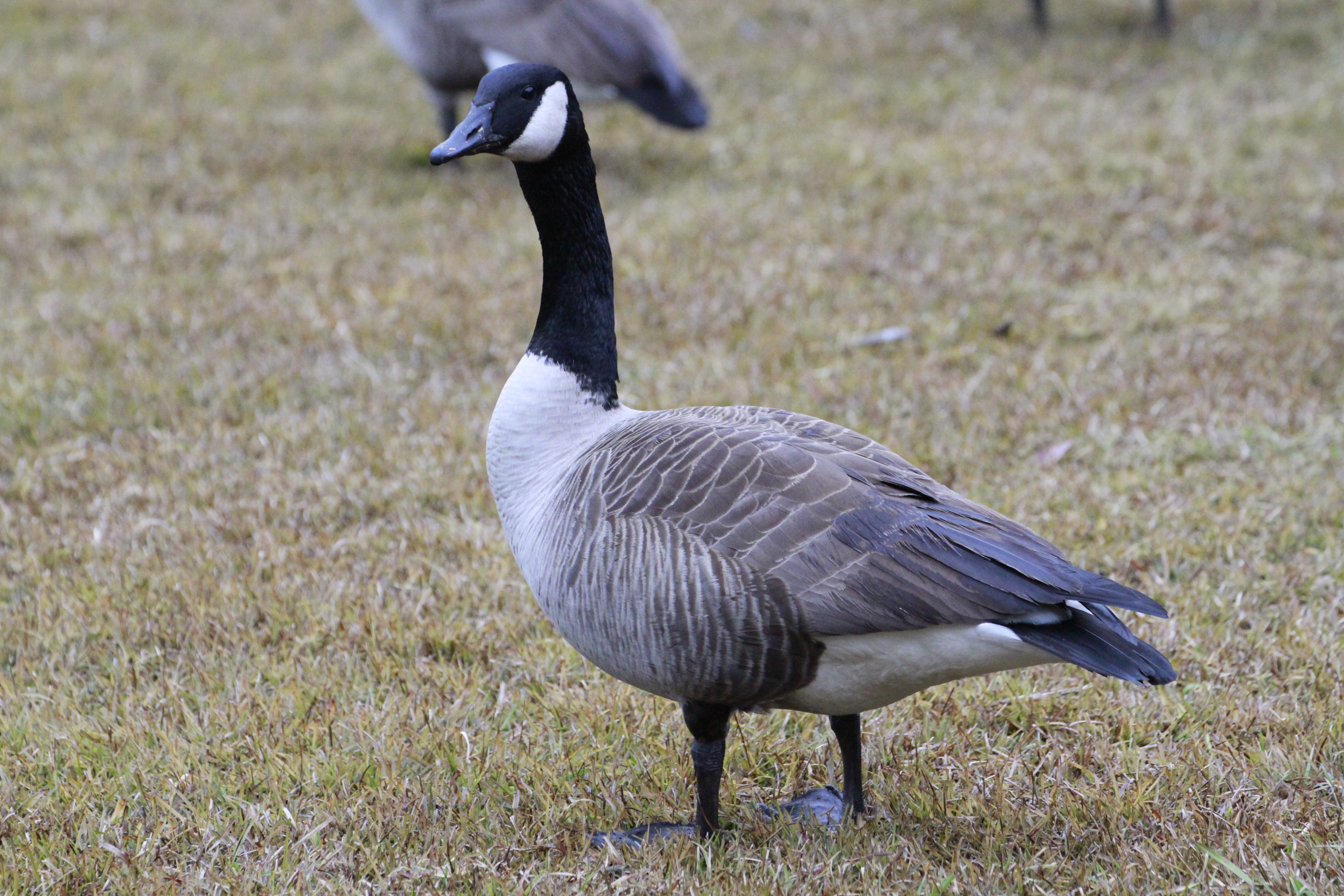 Canadian Goose