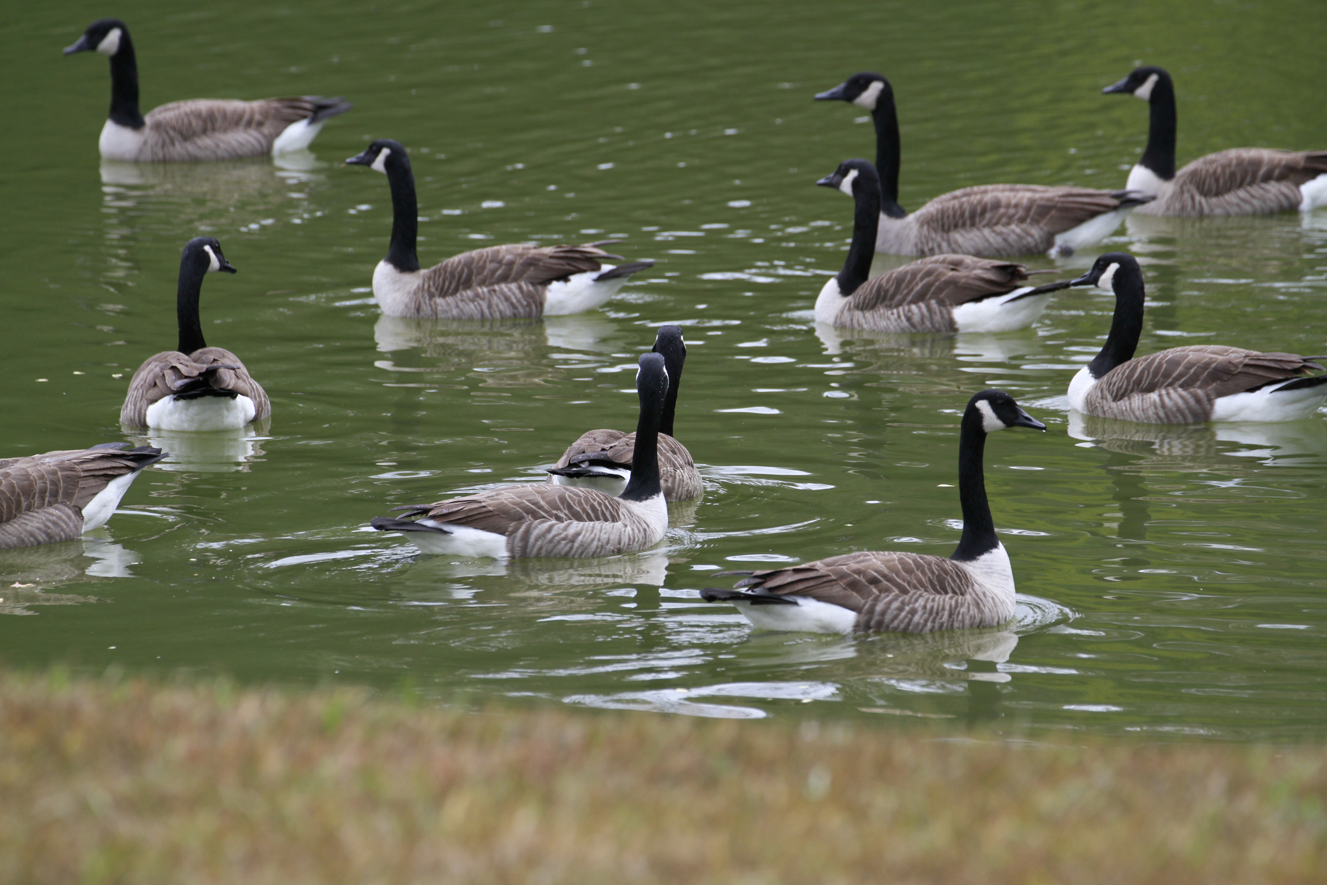 Canadian Geese