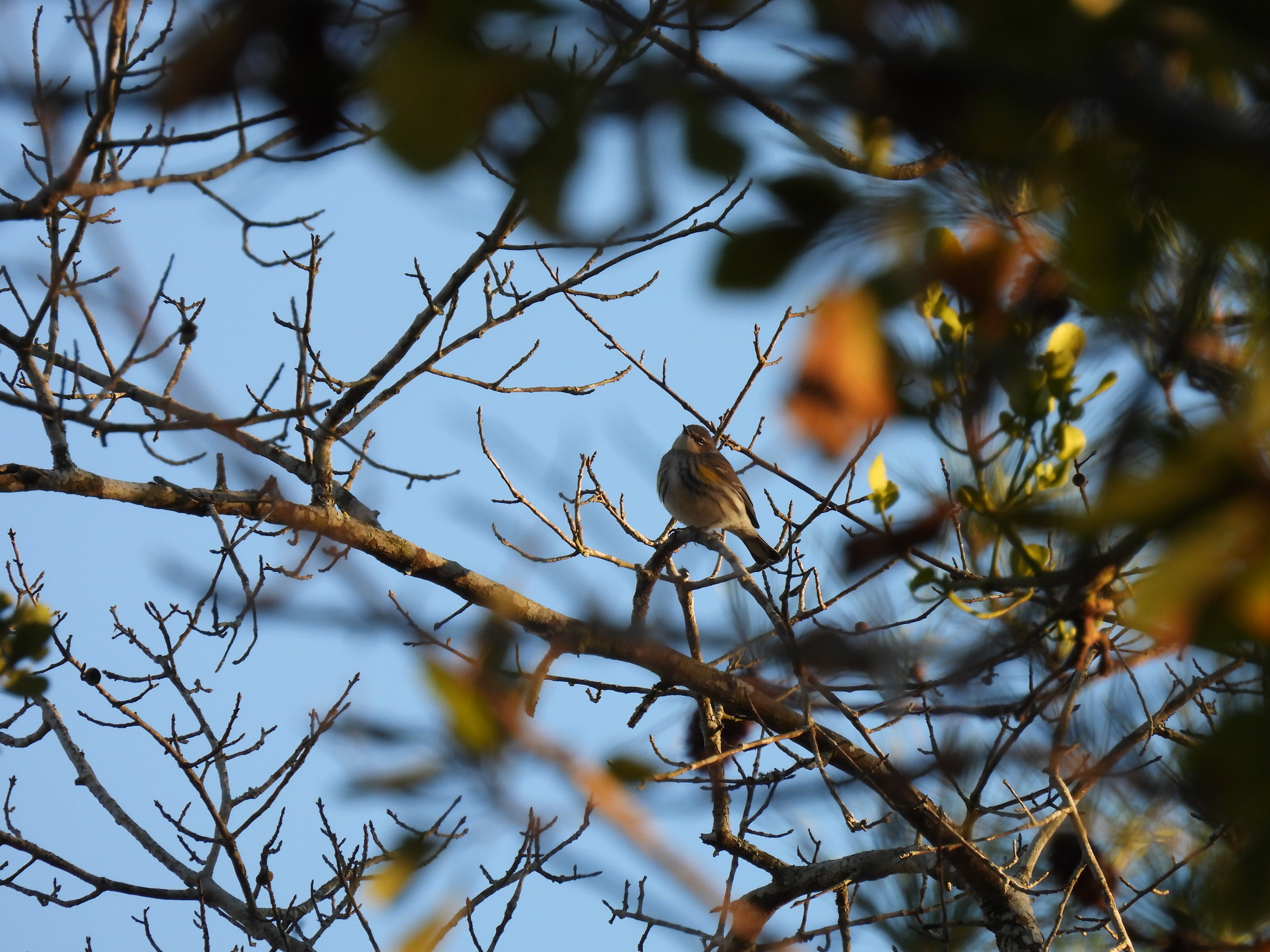 Yellow-Rumped Warbler