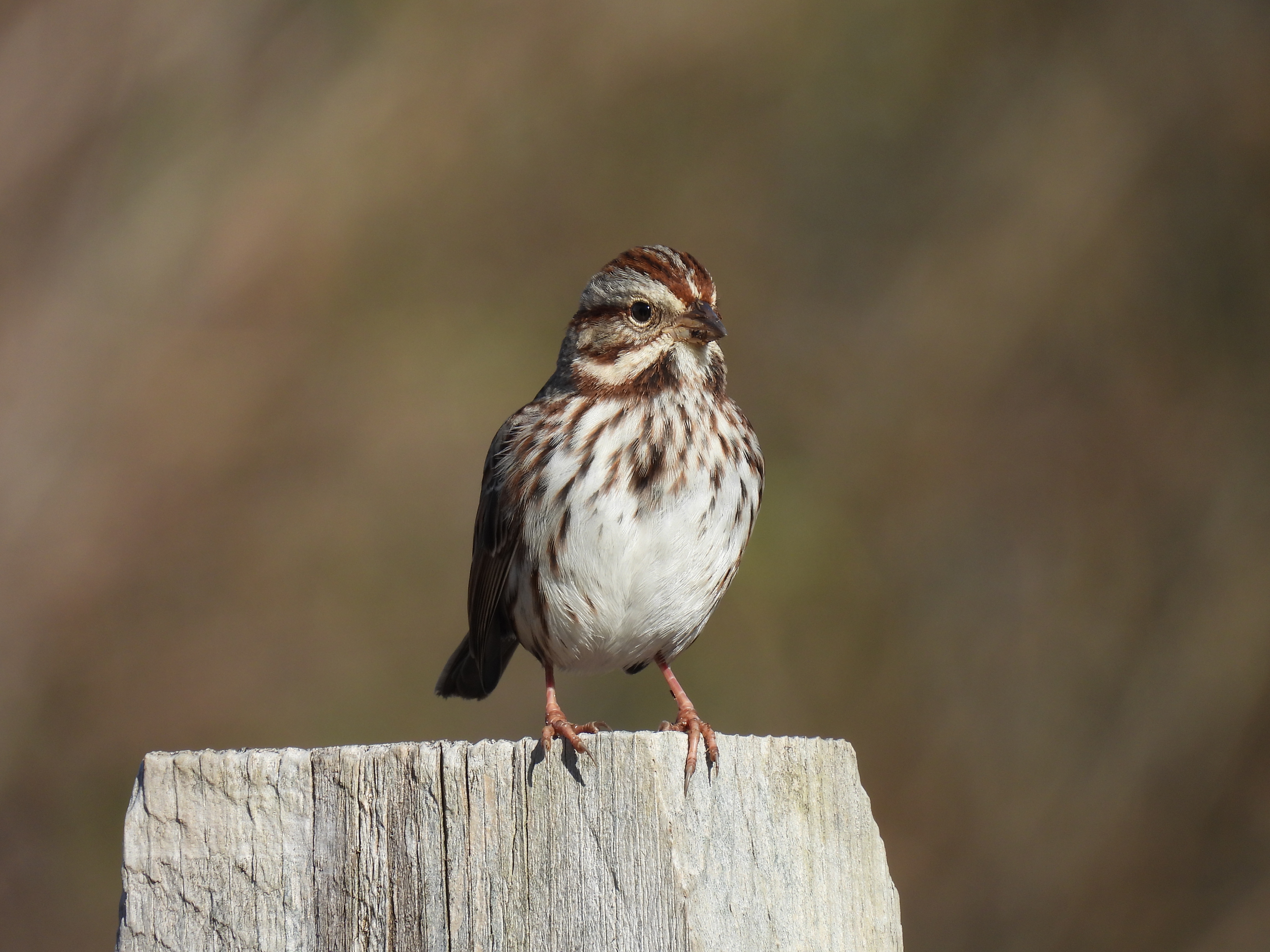 Song Sparrow