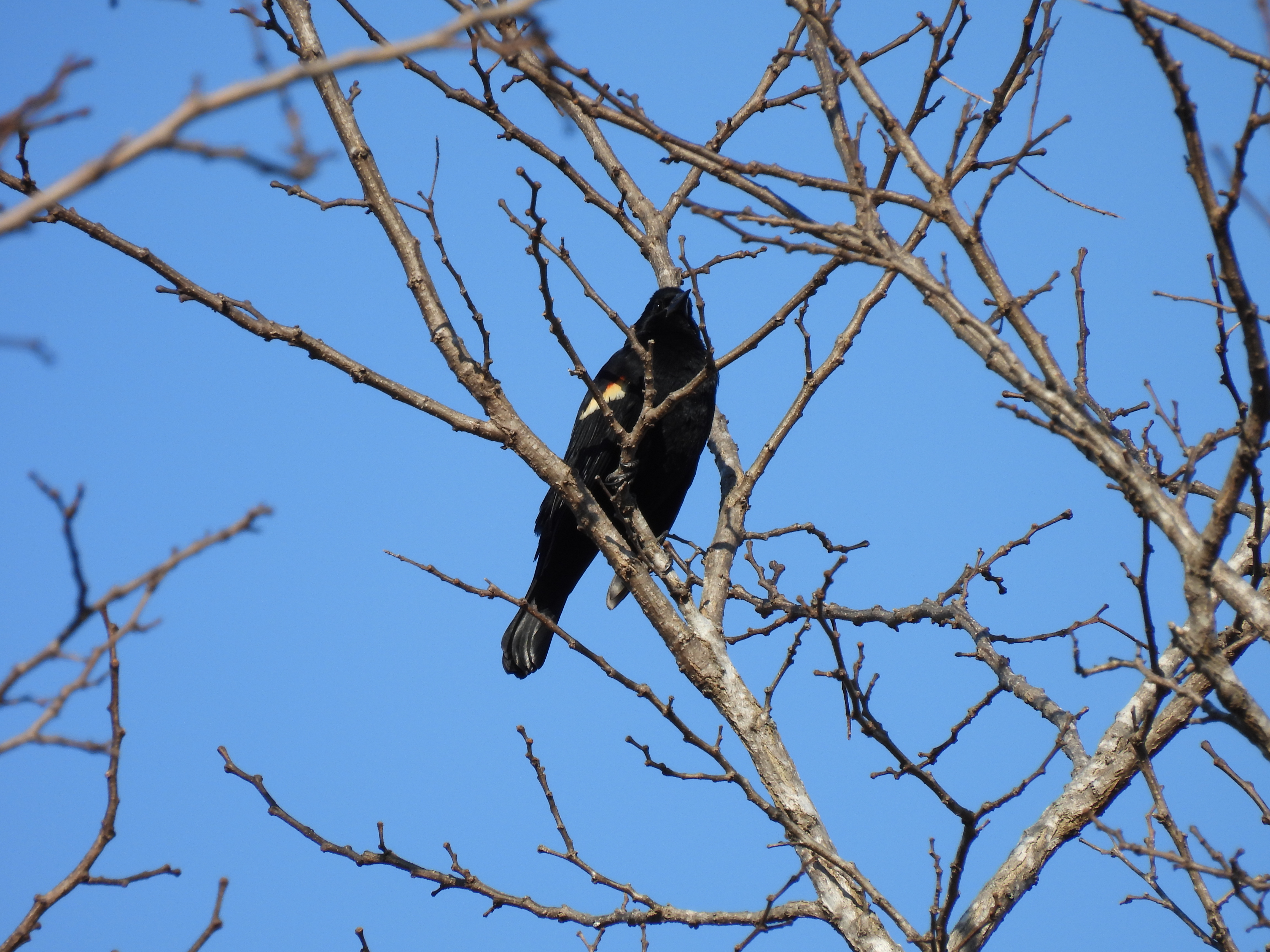 Red-Winged Blackbird