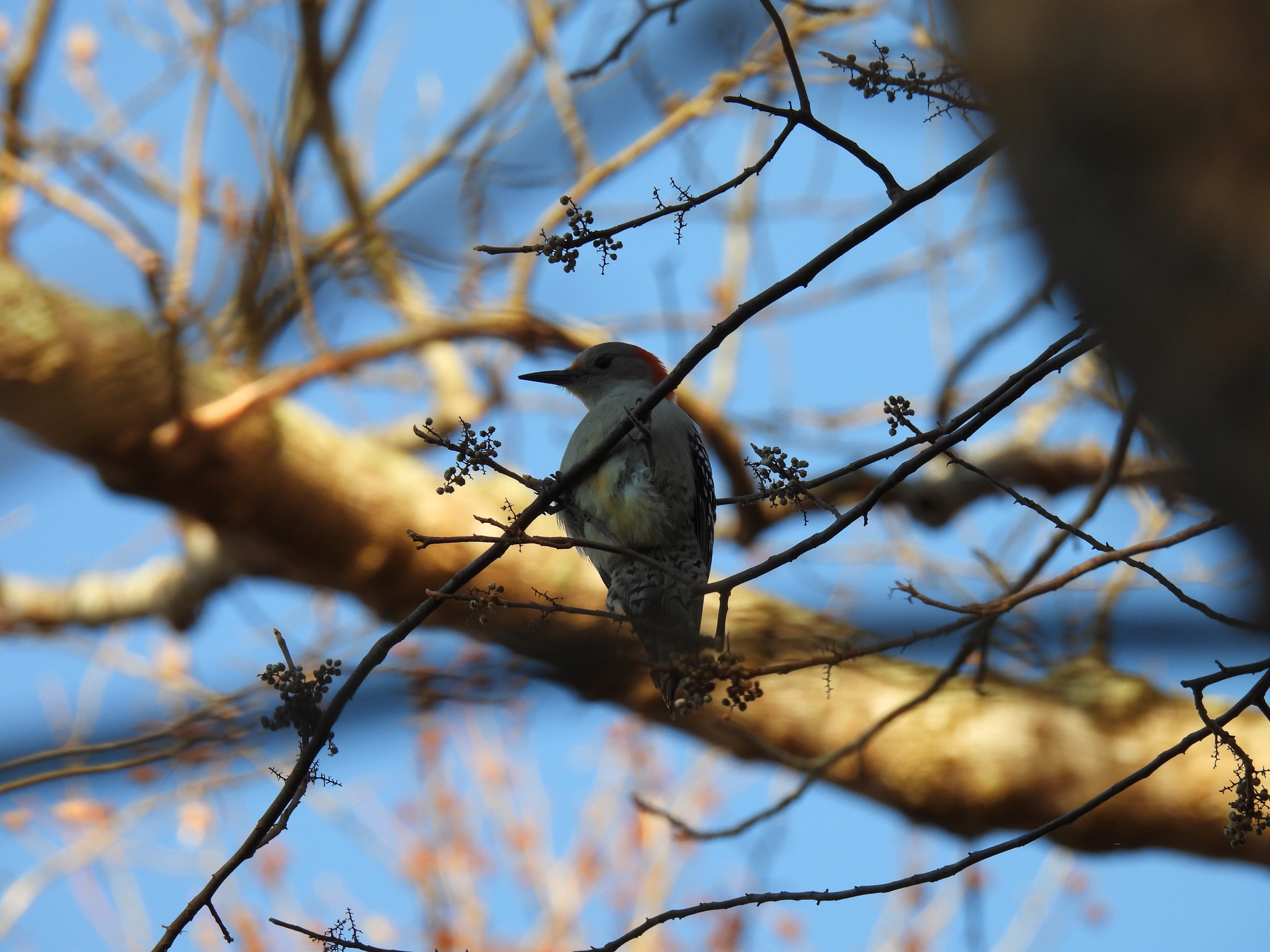 Red-Bellied Woodpecker