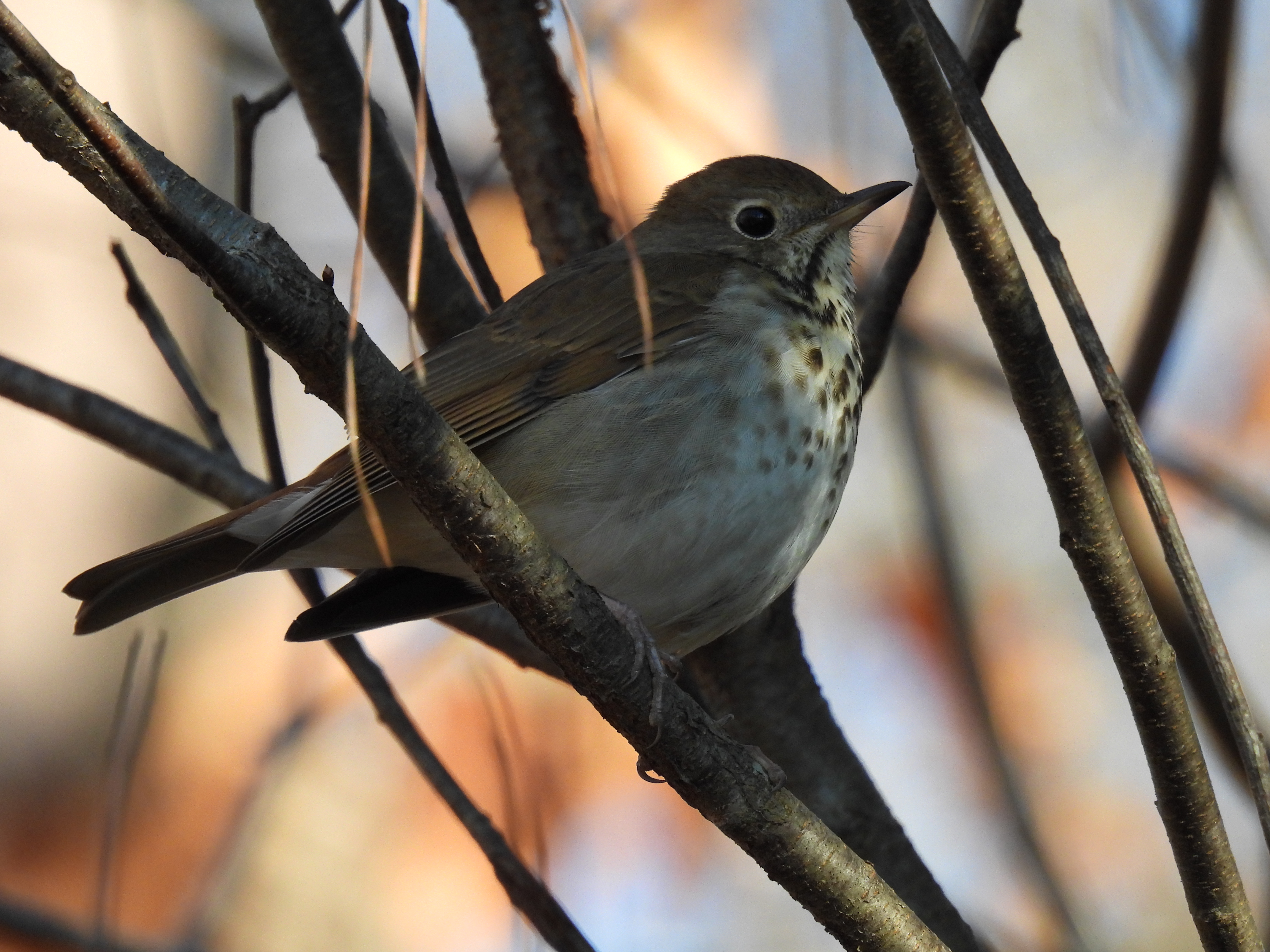 Hermit Thrush