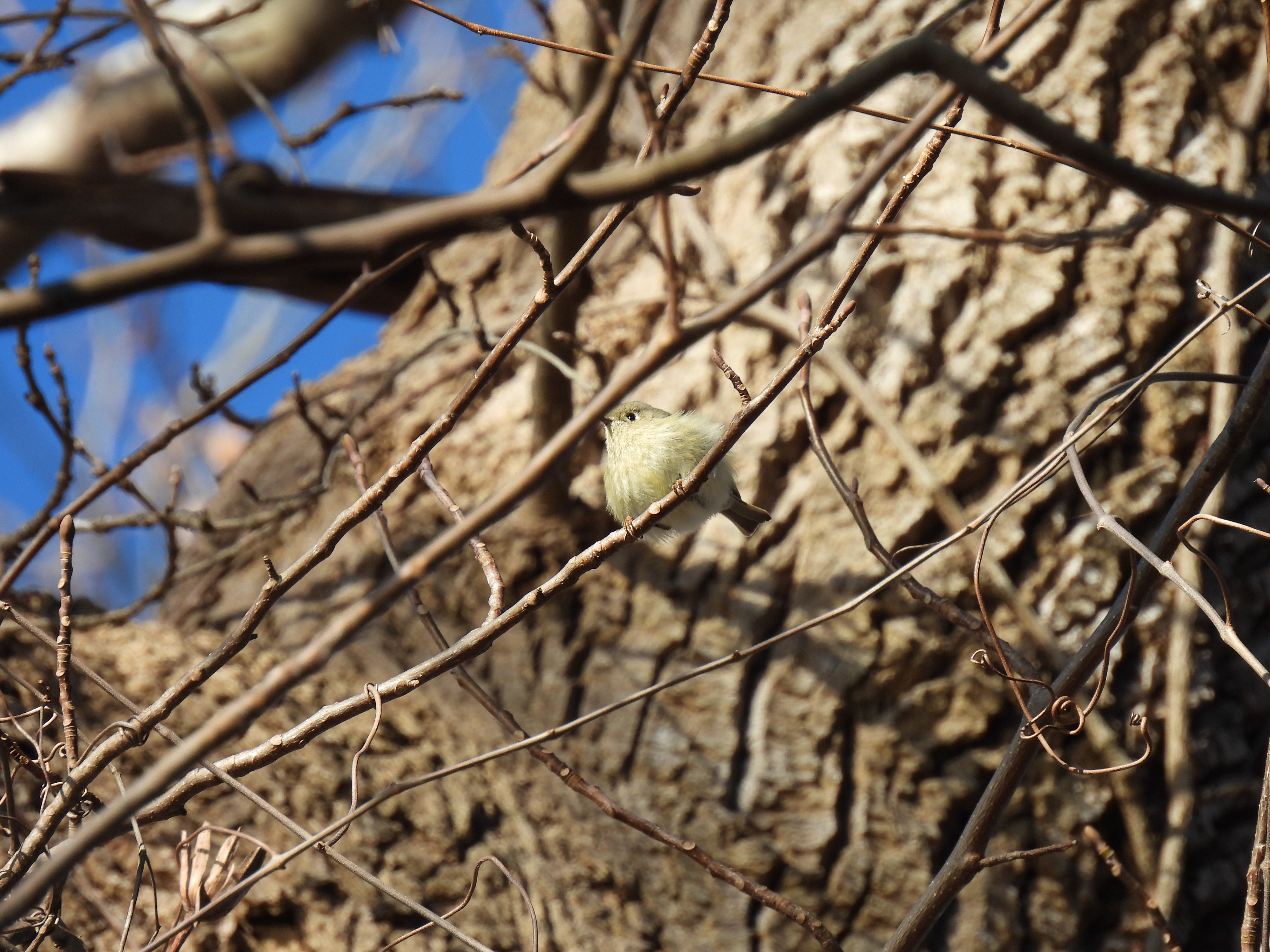 Ruby-Crowned Kinglet