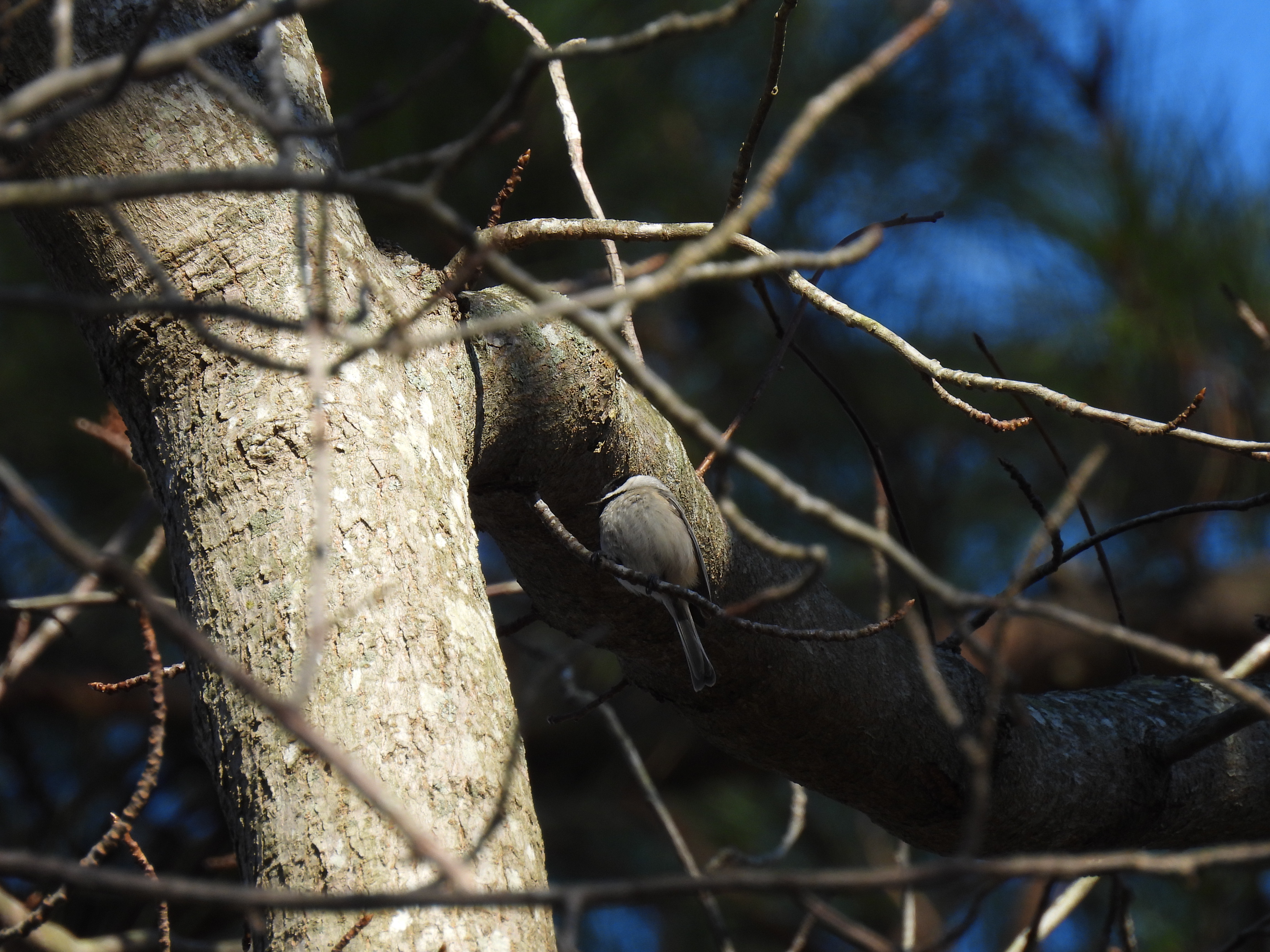 Carolina Chickadee