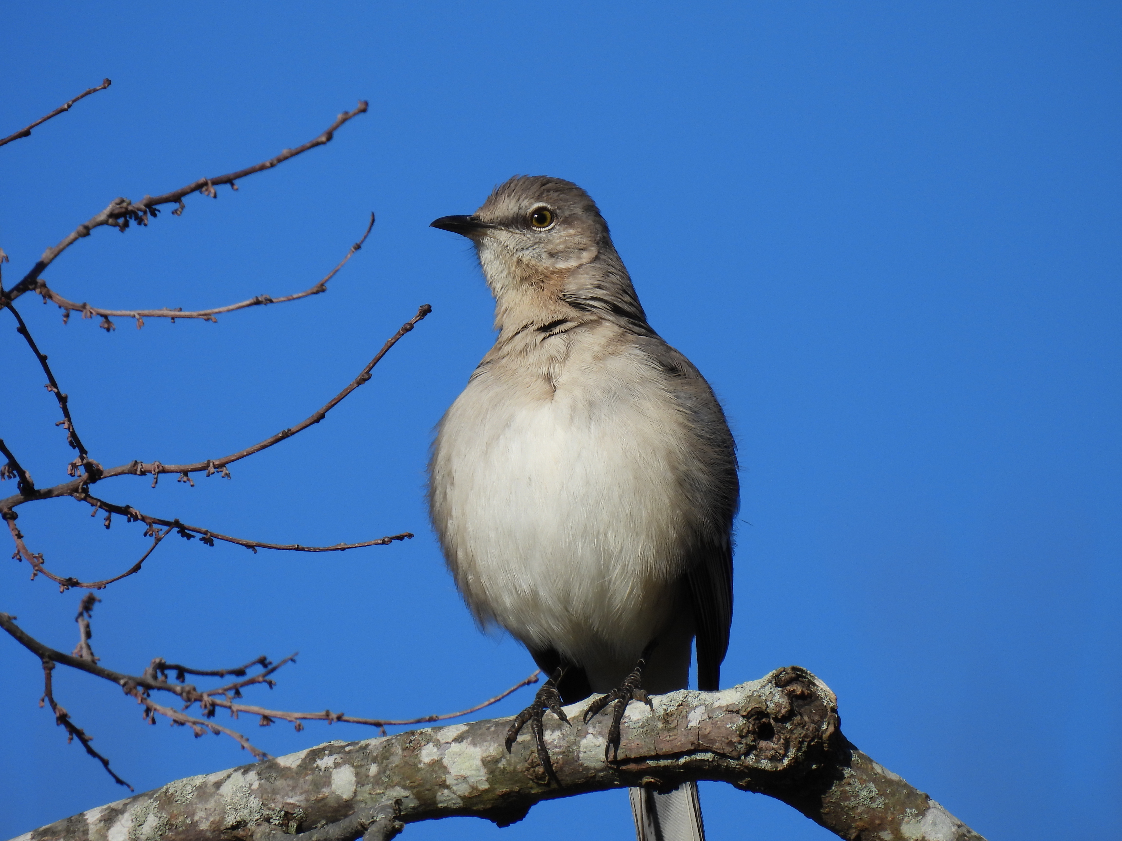 Northern Mockingbird