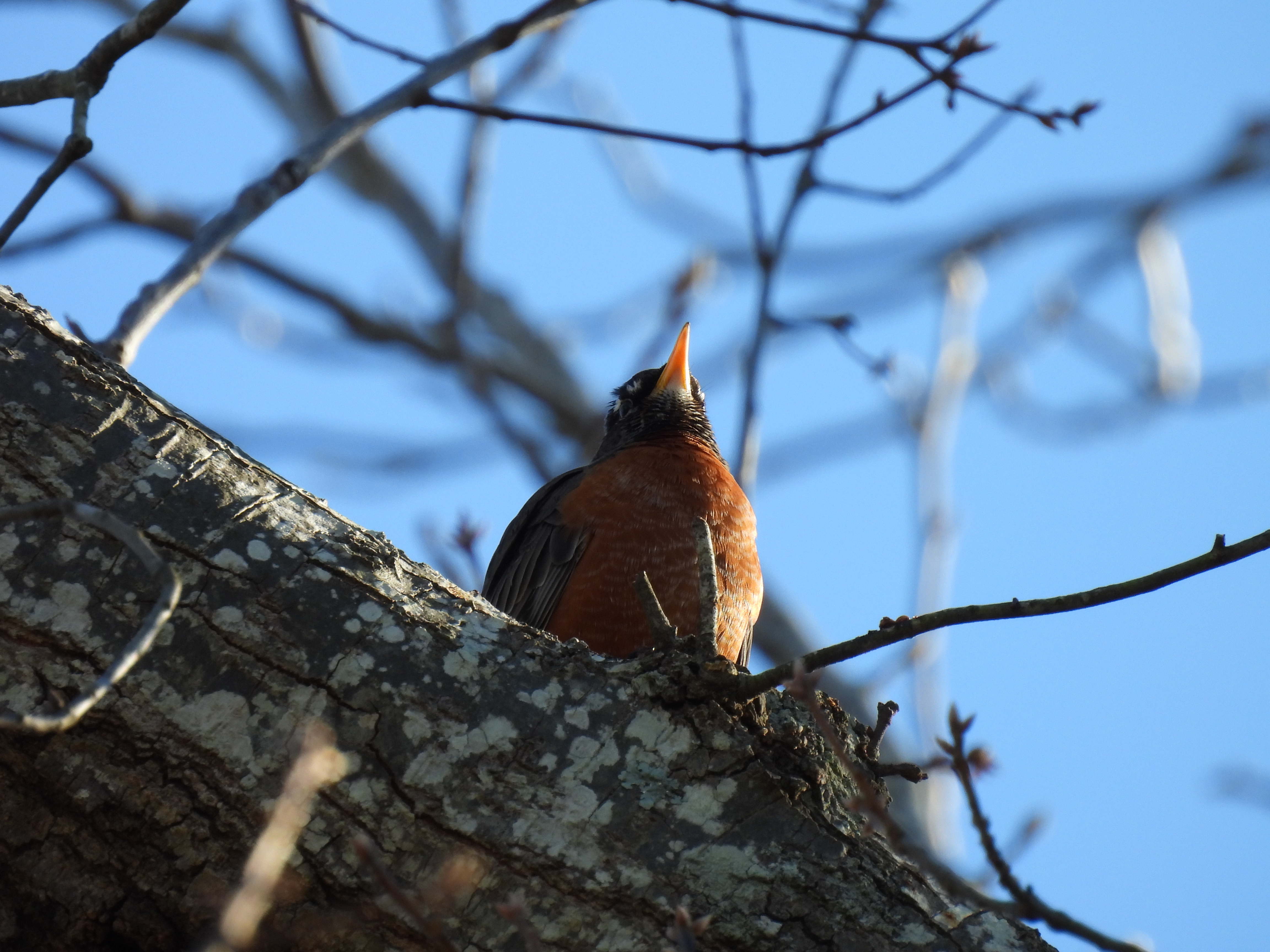 American Robin