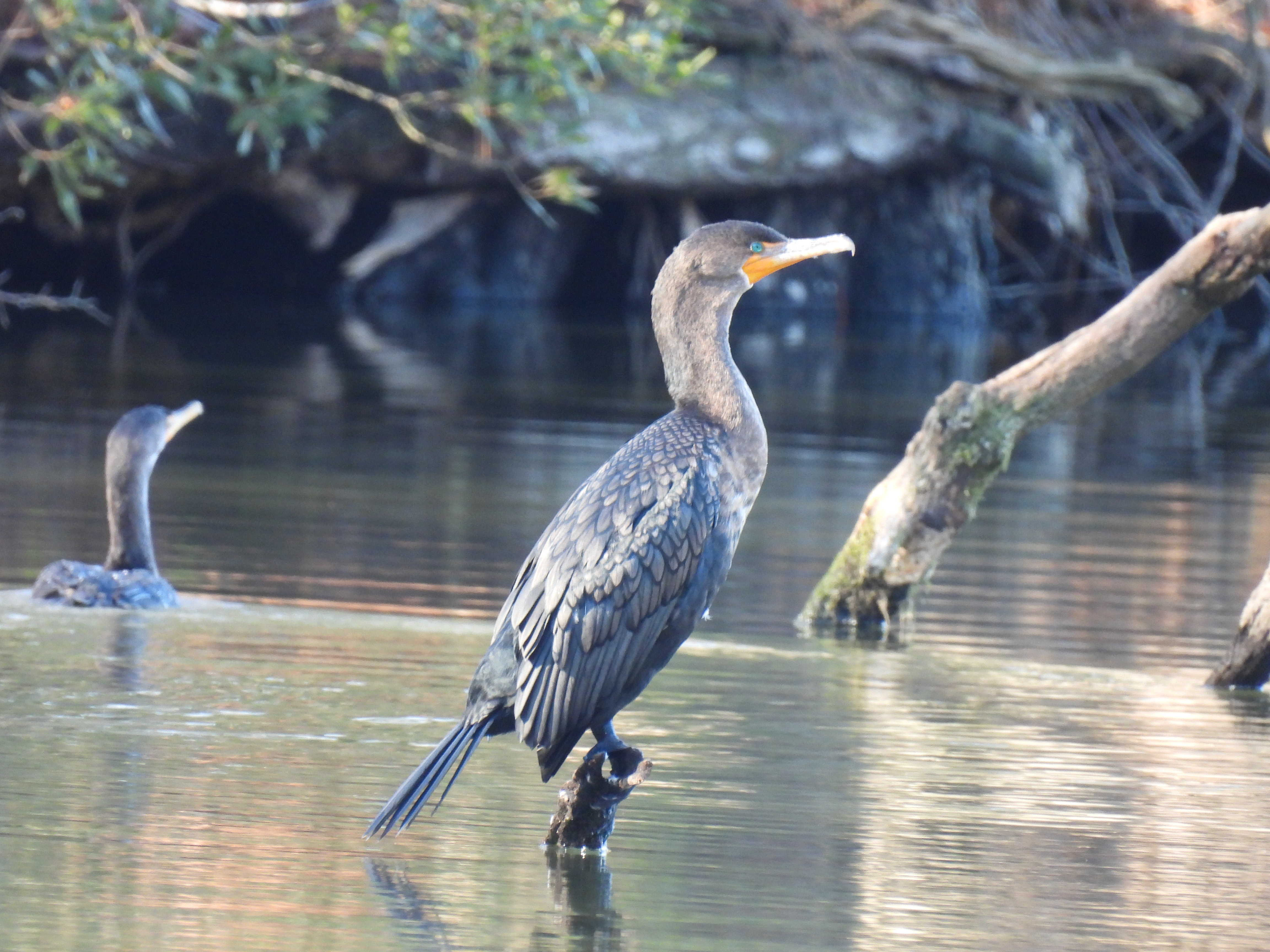 Double-Crested Cormorant