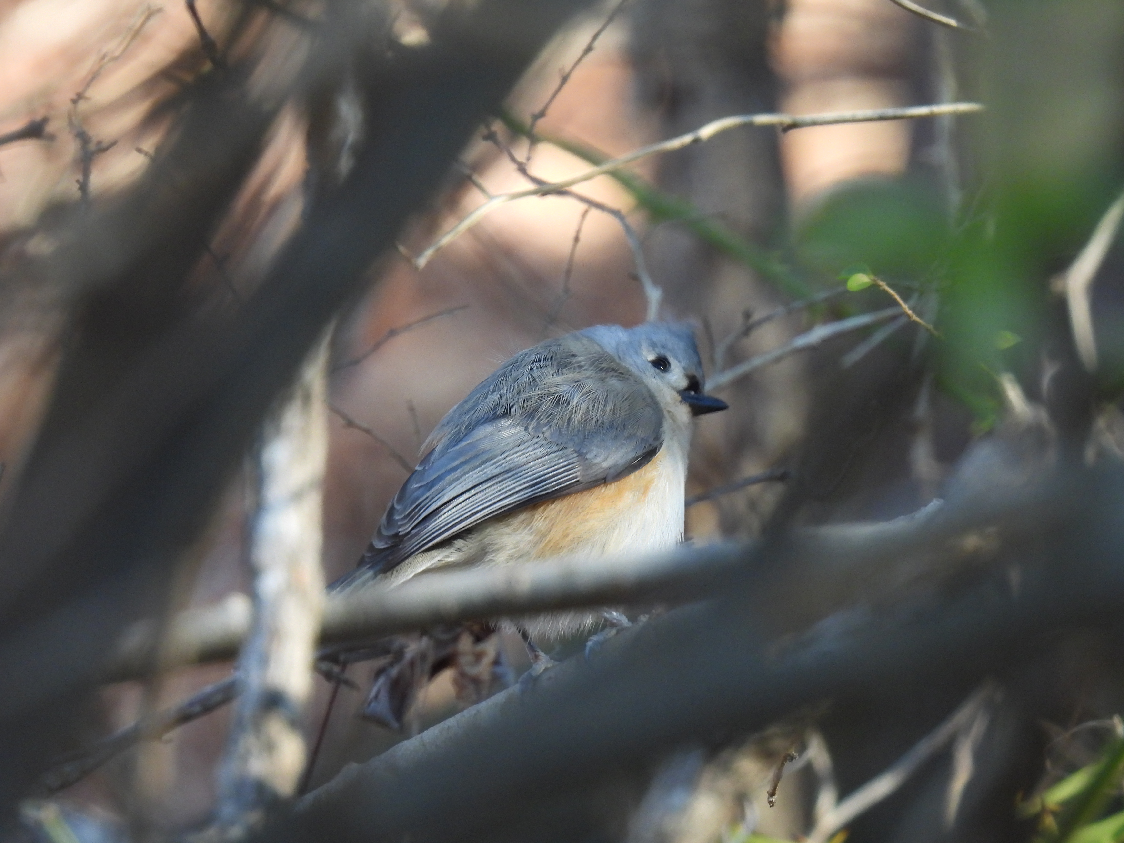 Tufted Titmouse