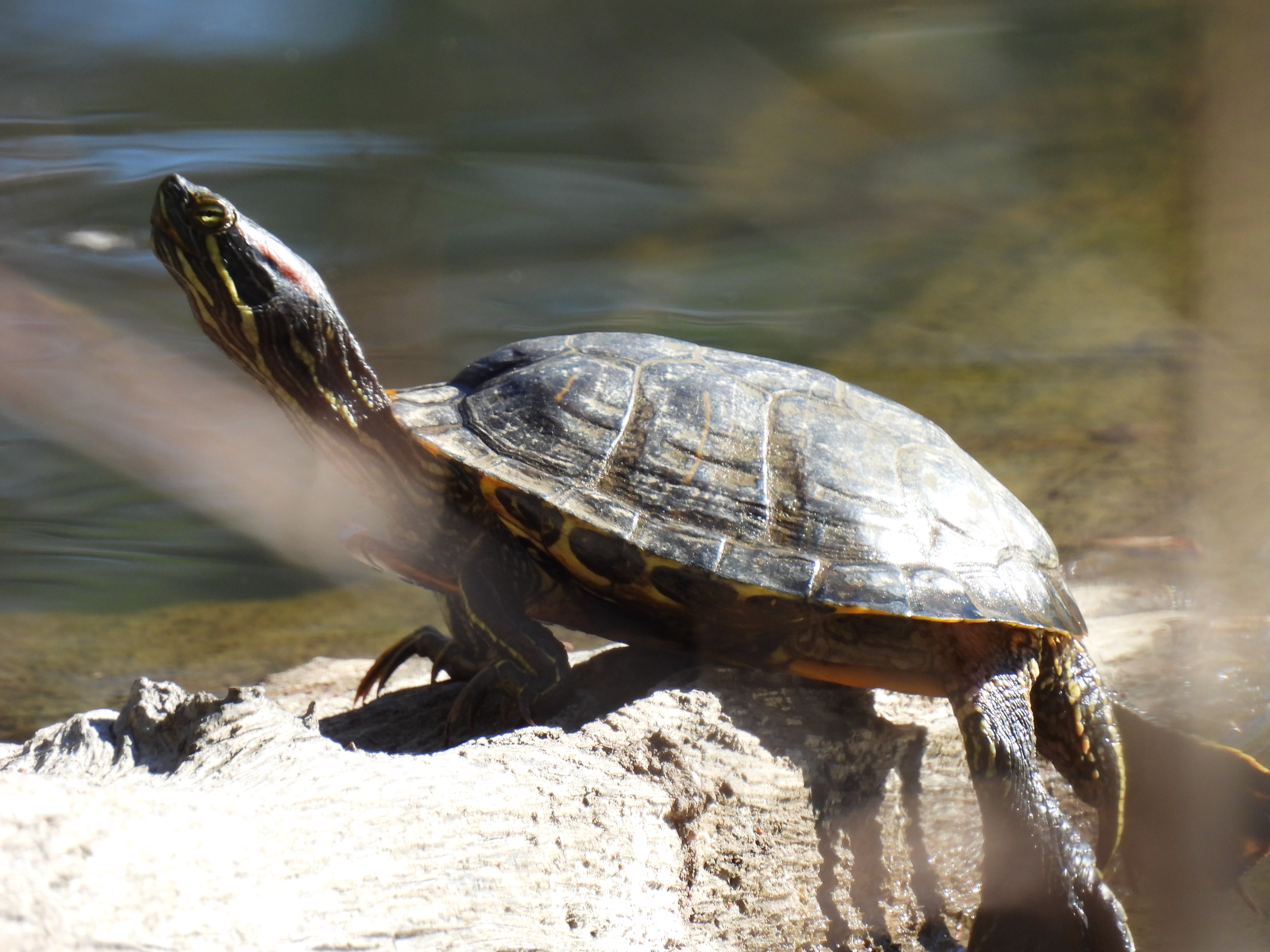 Red-Eared Slider