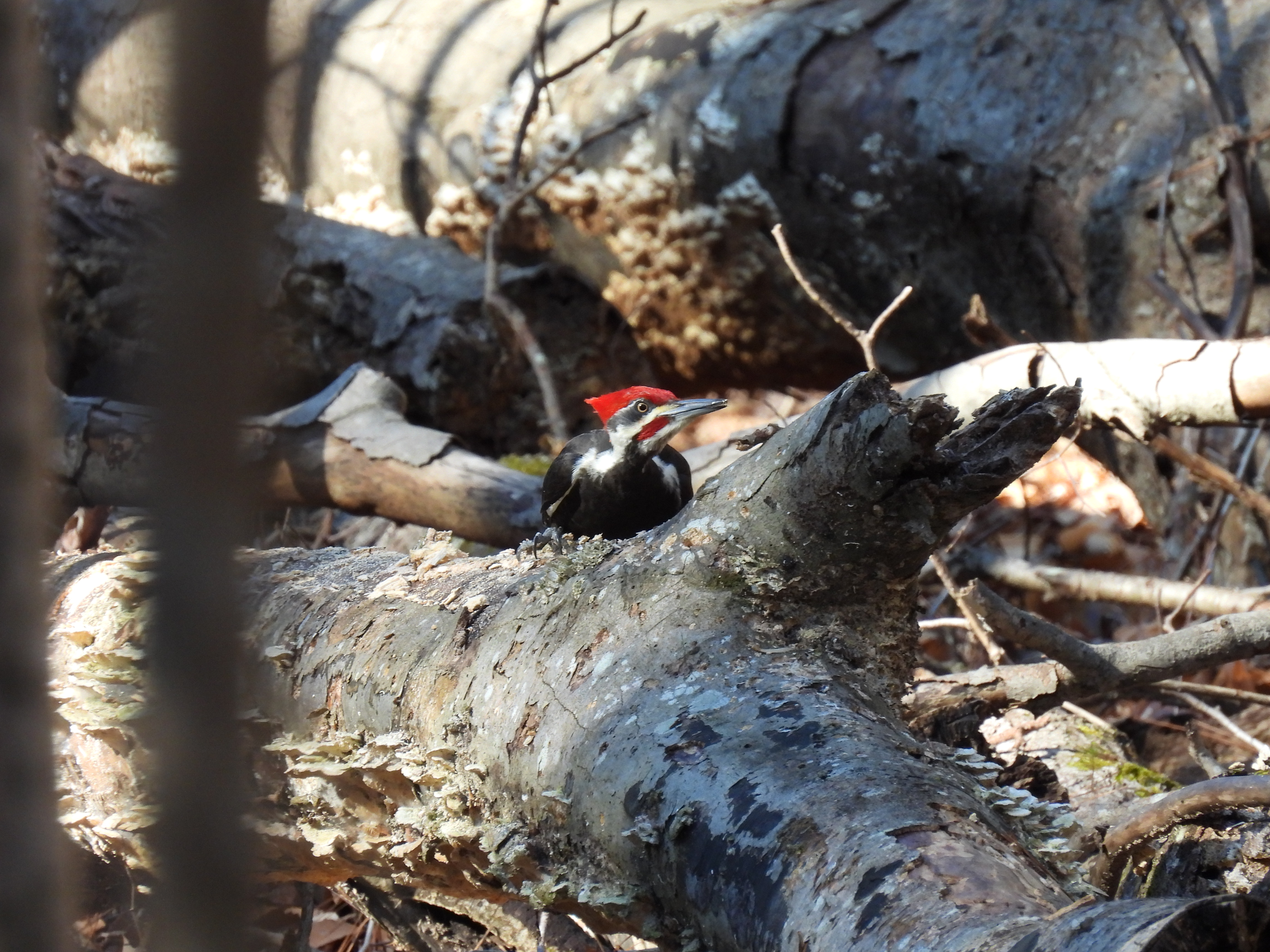 Pileated Woodpecker