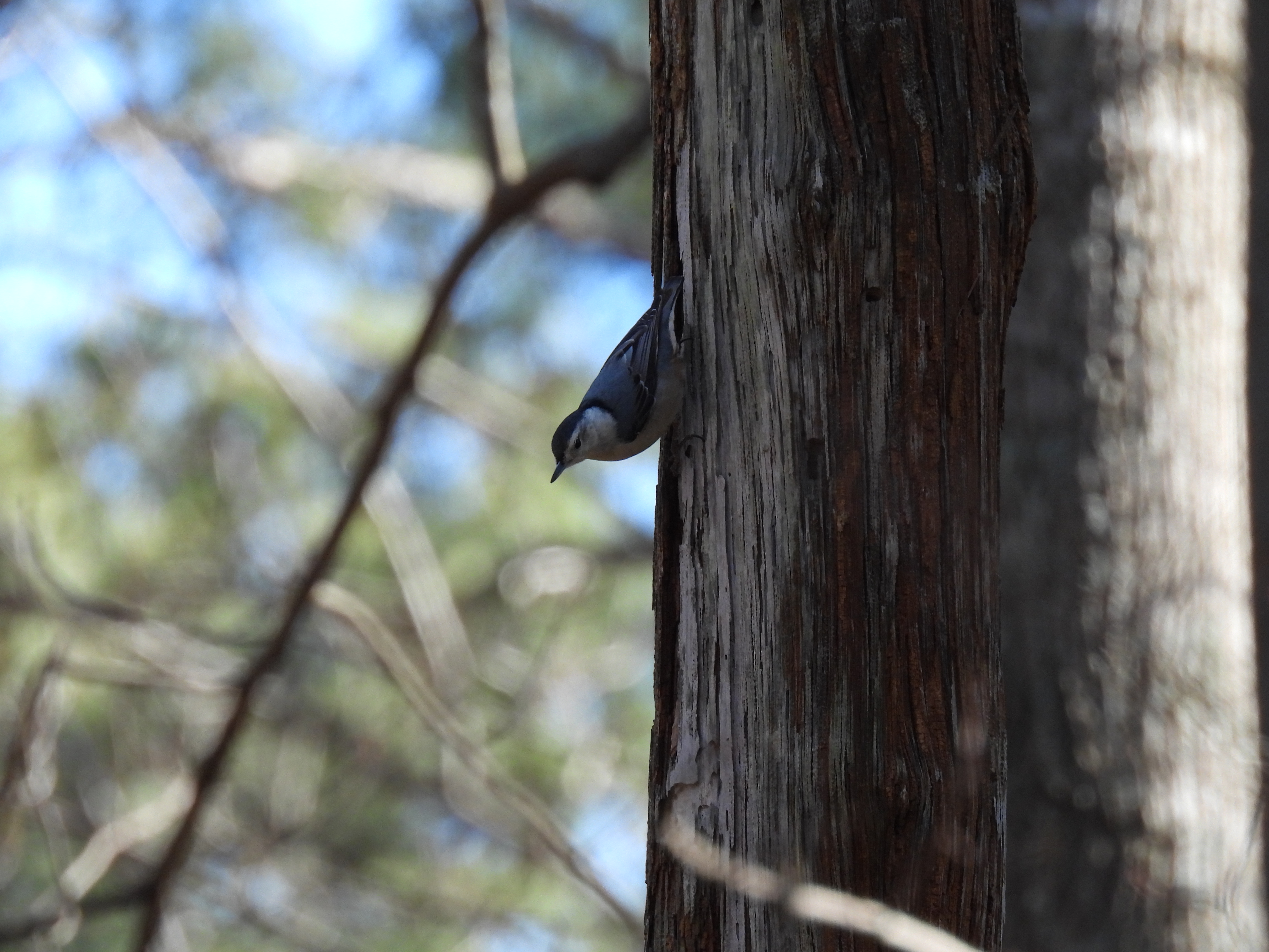 White-Breasted Nuthatch