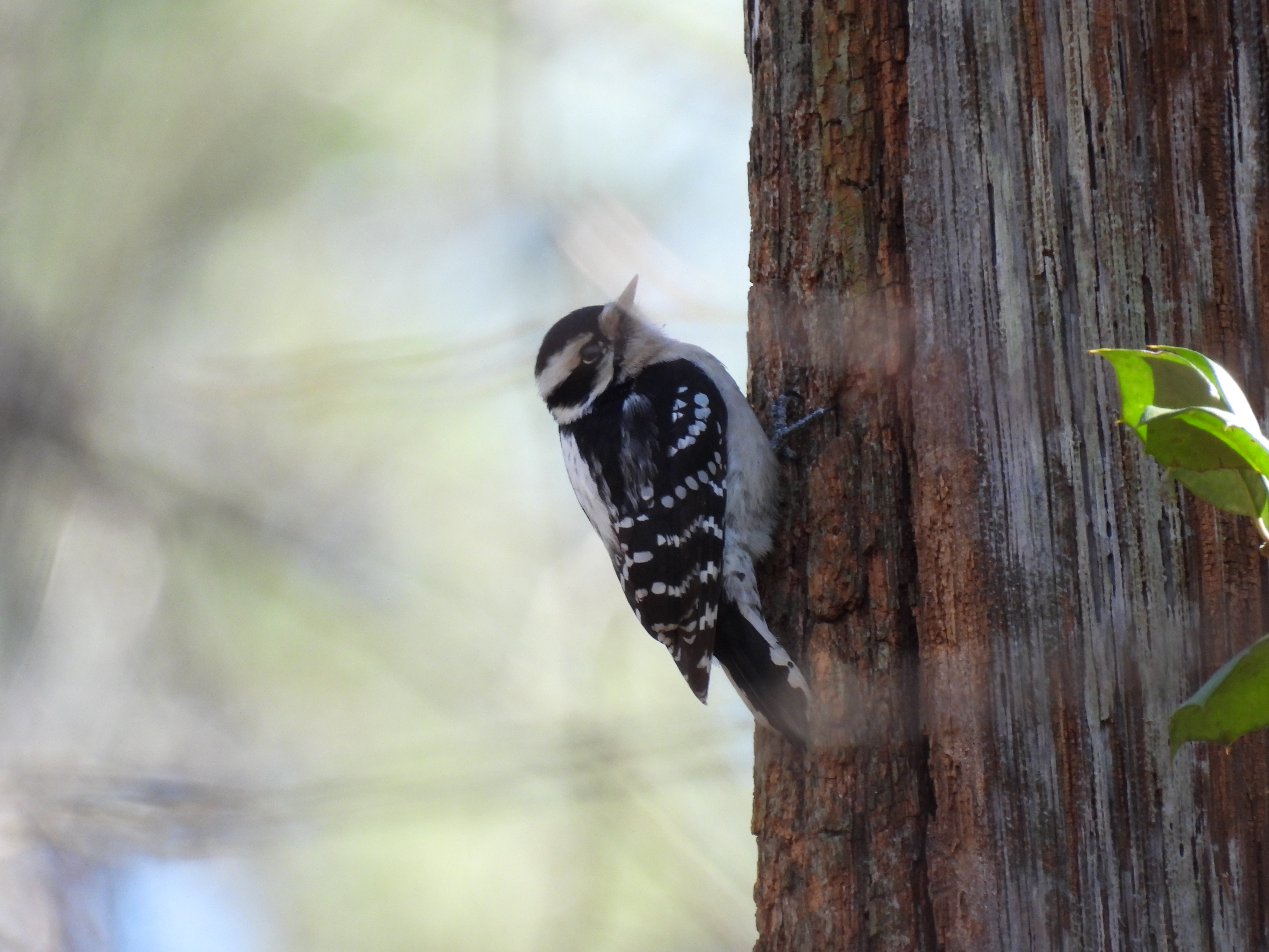 Downy Woodpecker