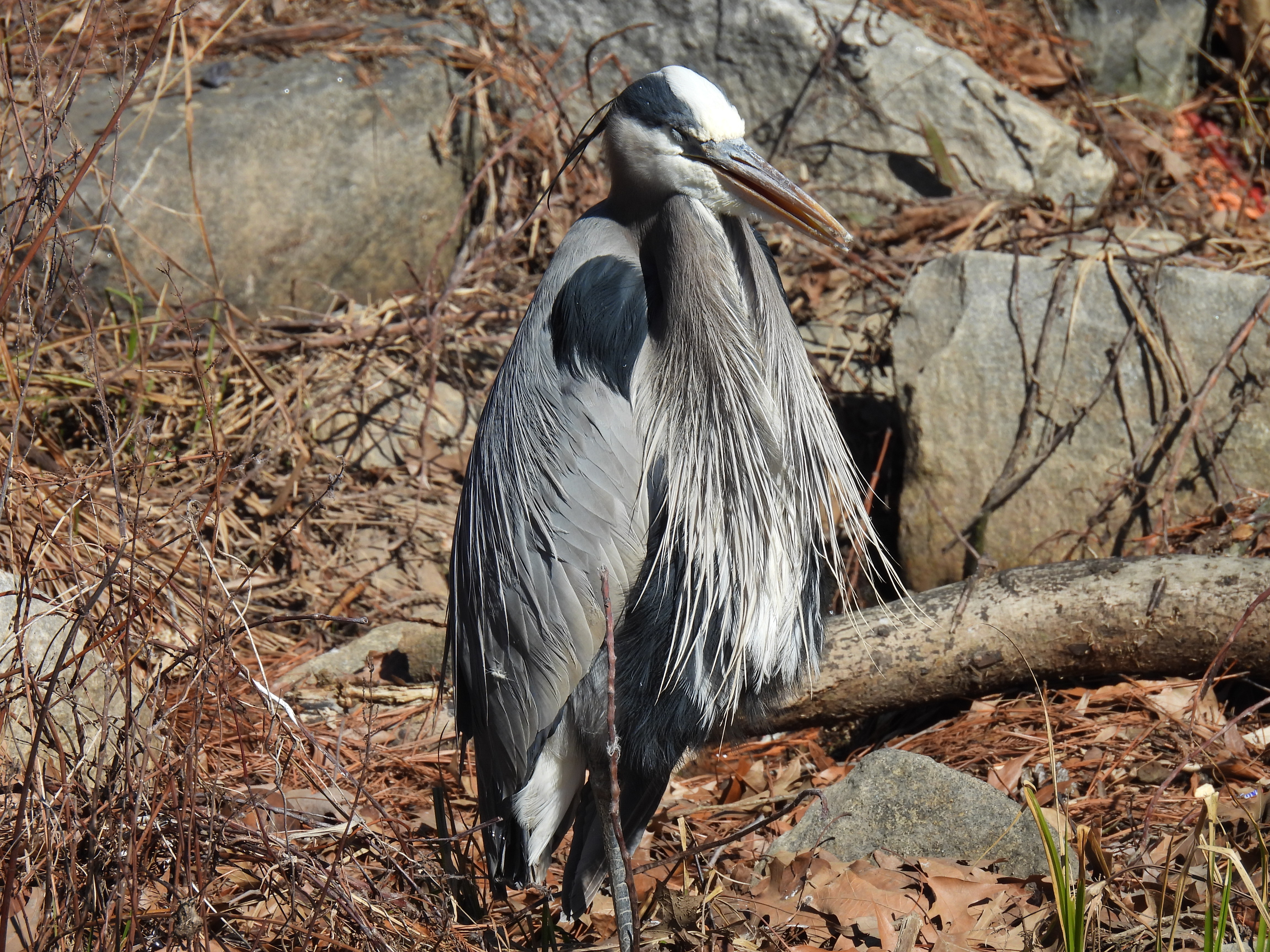 Great Blue Heron
