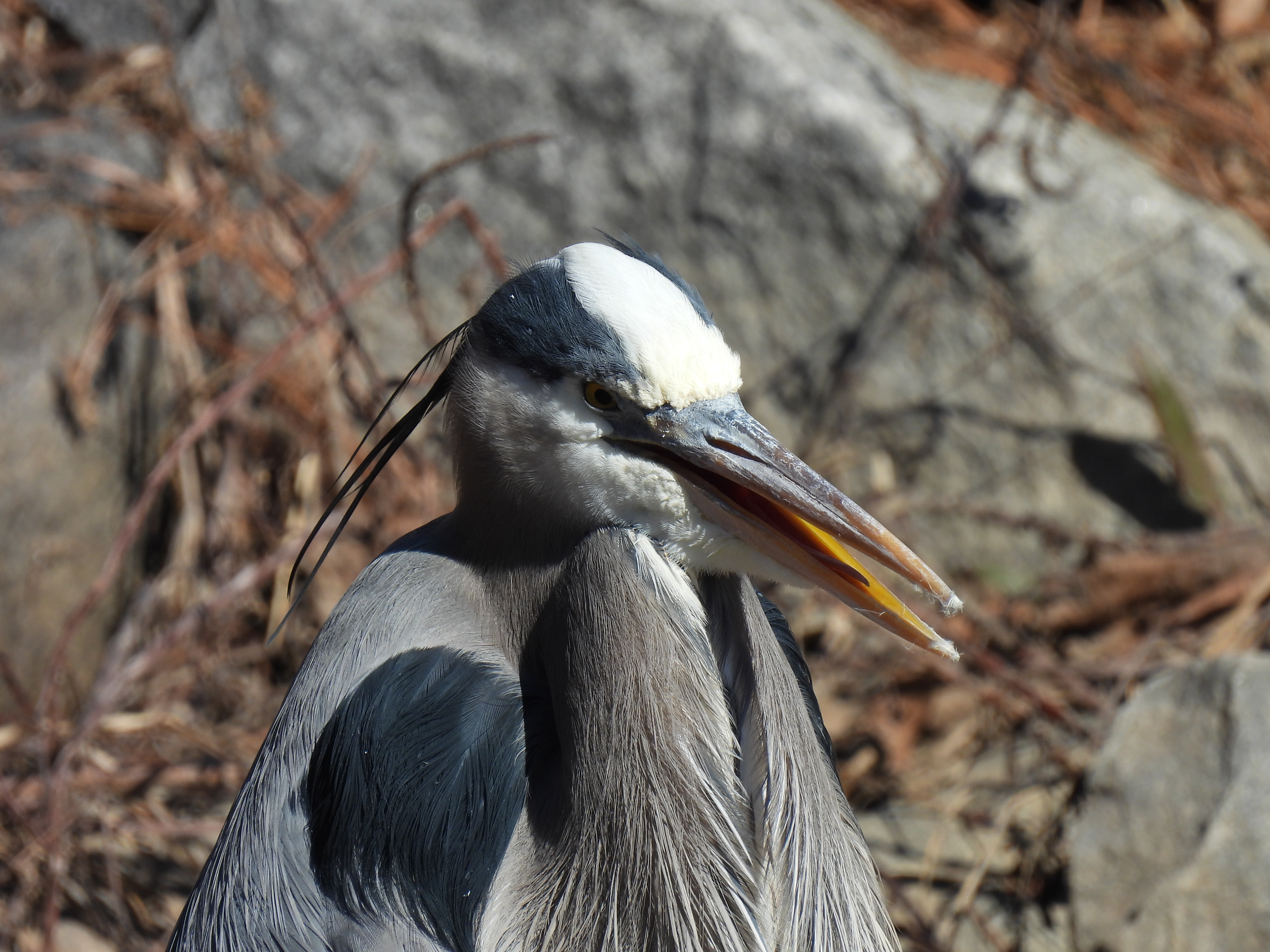 Great Blue Heron