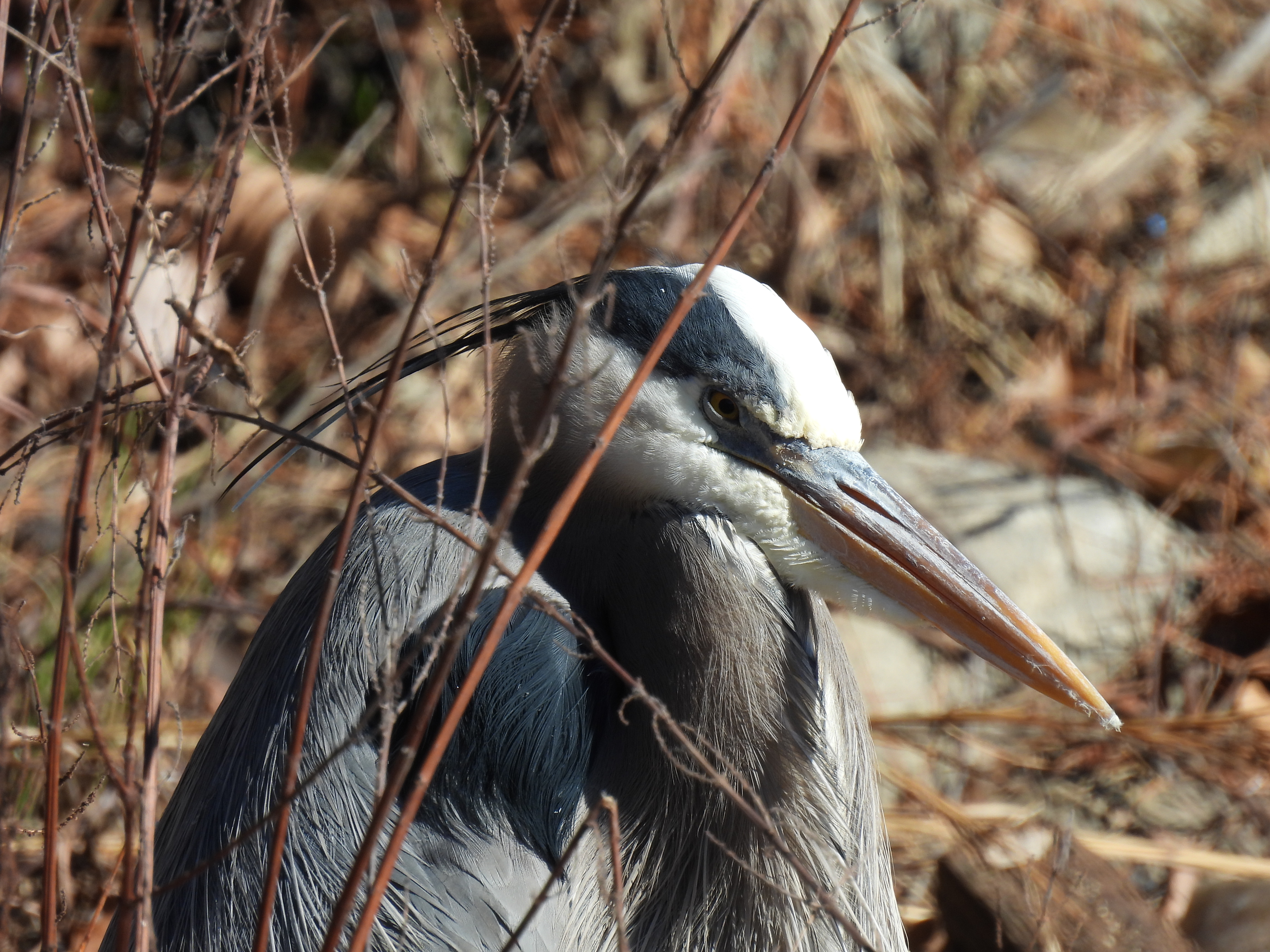 Great Blue Heron