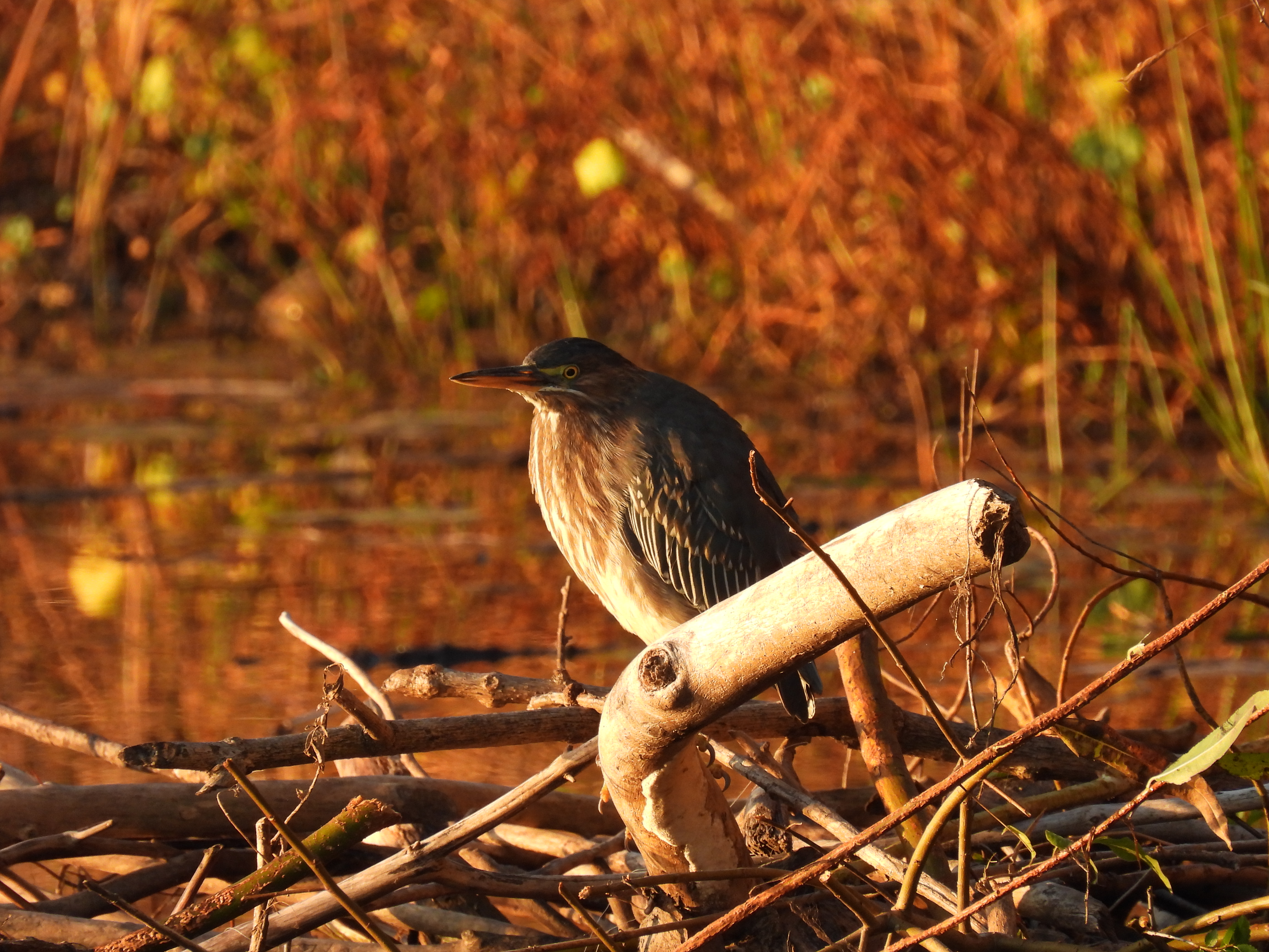 Green Heron