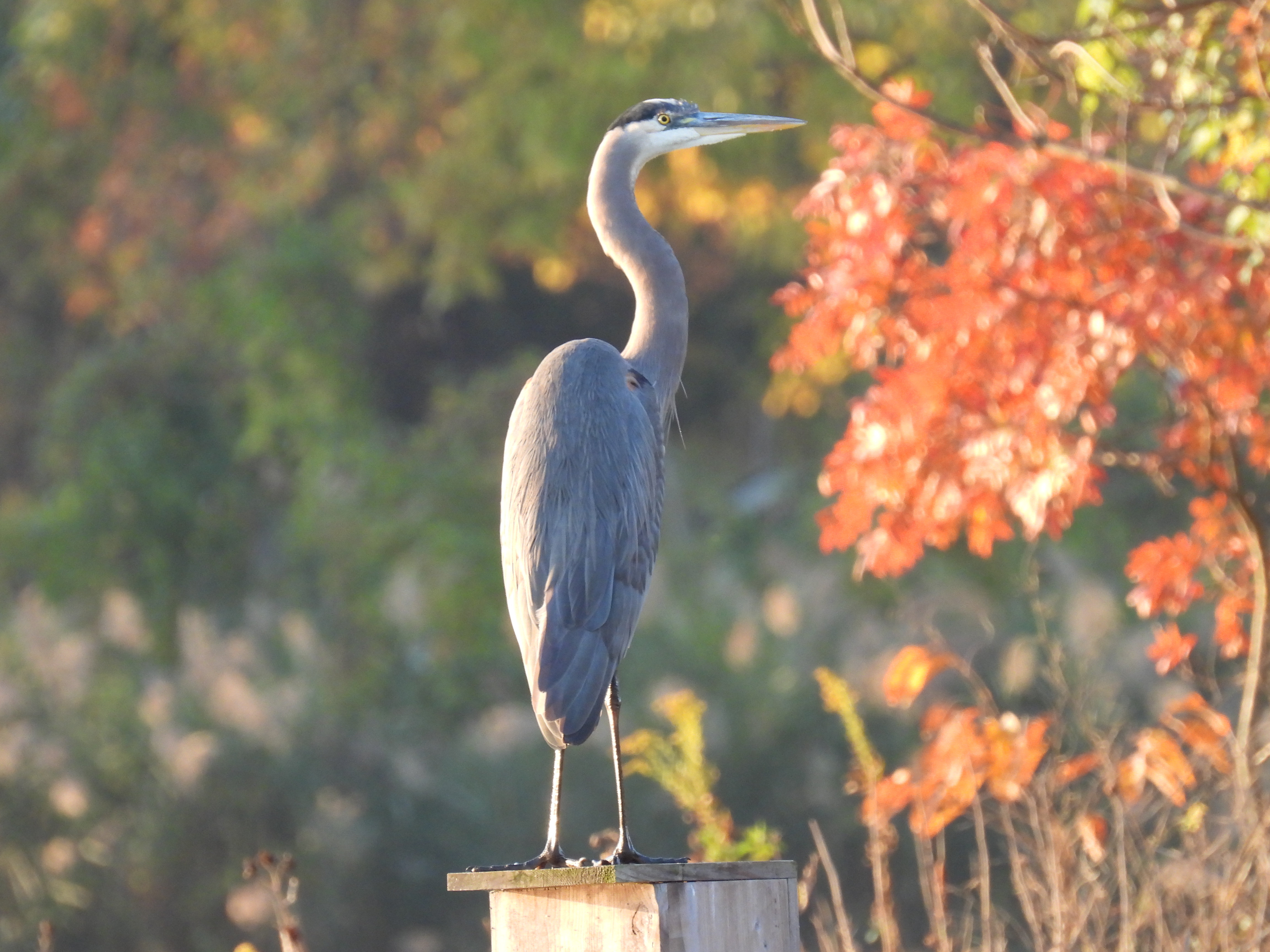 Great Blue Heron