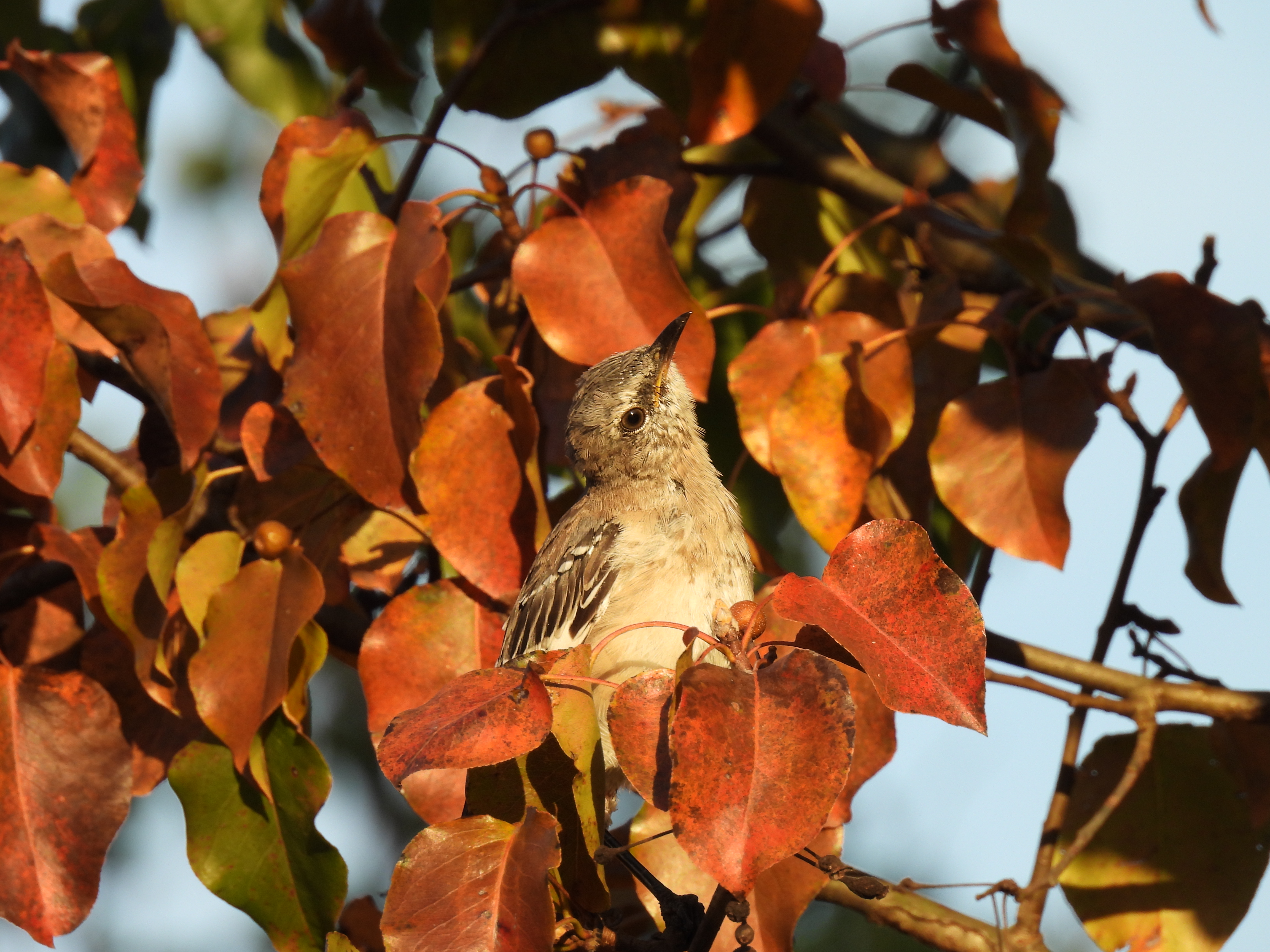 Northern Mockingbird